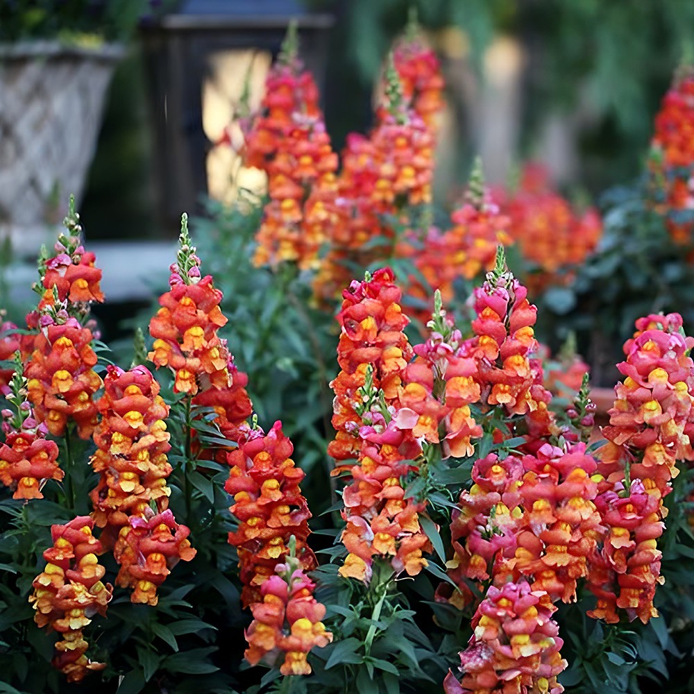 Orange Wonder Snapdragon Seeds | Heirloom | Free Ship | Flower Seeds | 1294