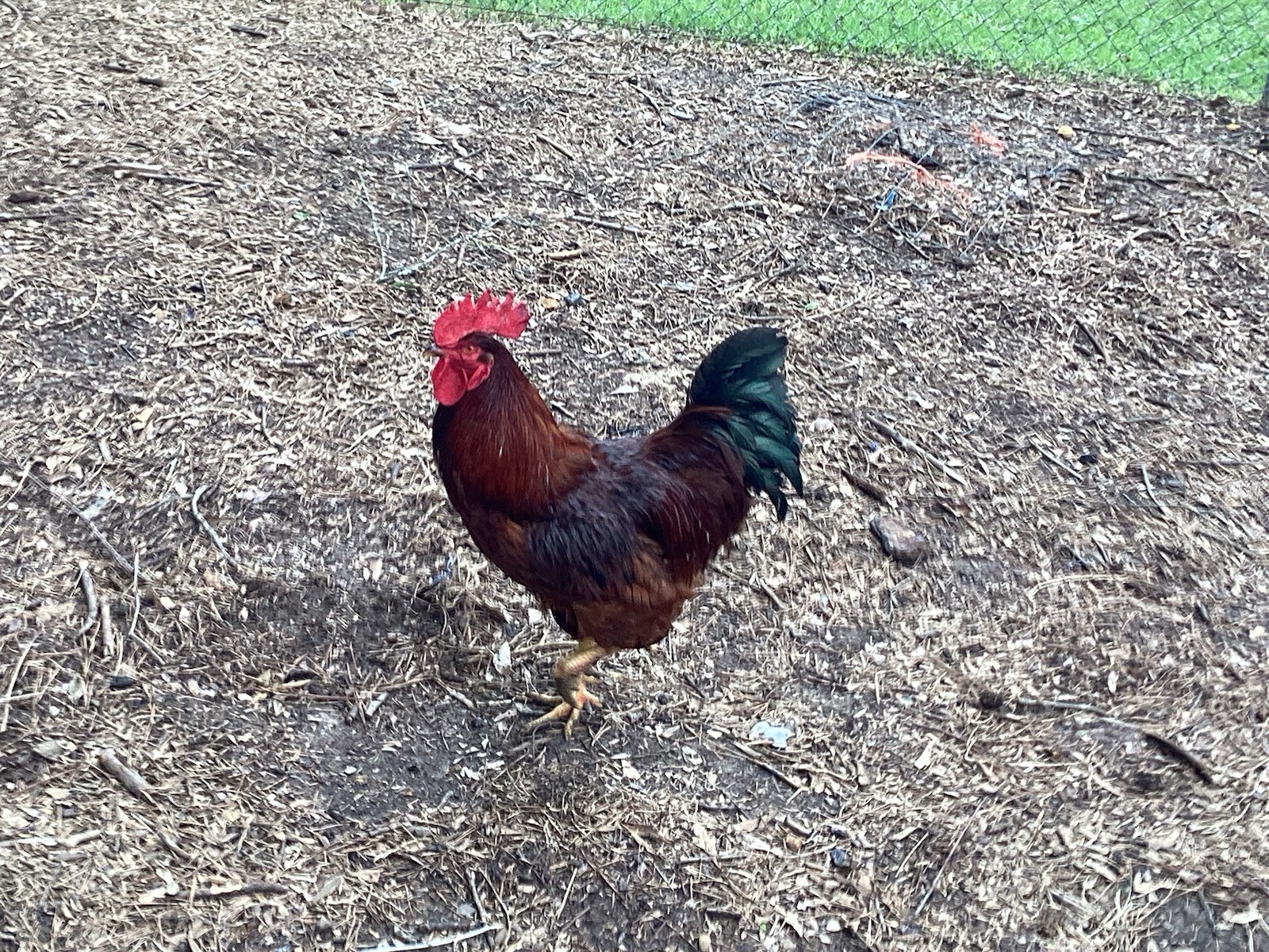 12+1 Backyard Mixed Chicken Hatching Eggs Mixed Breeds