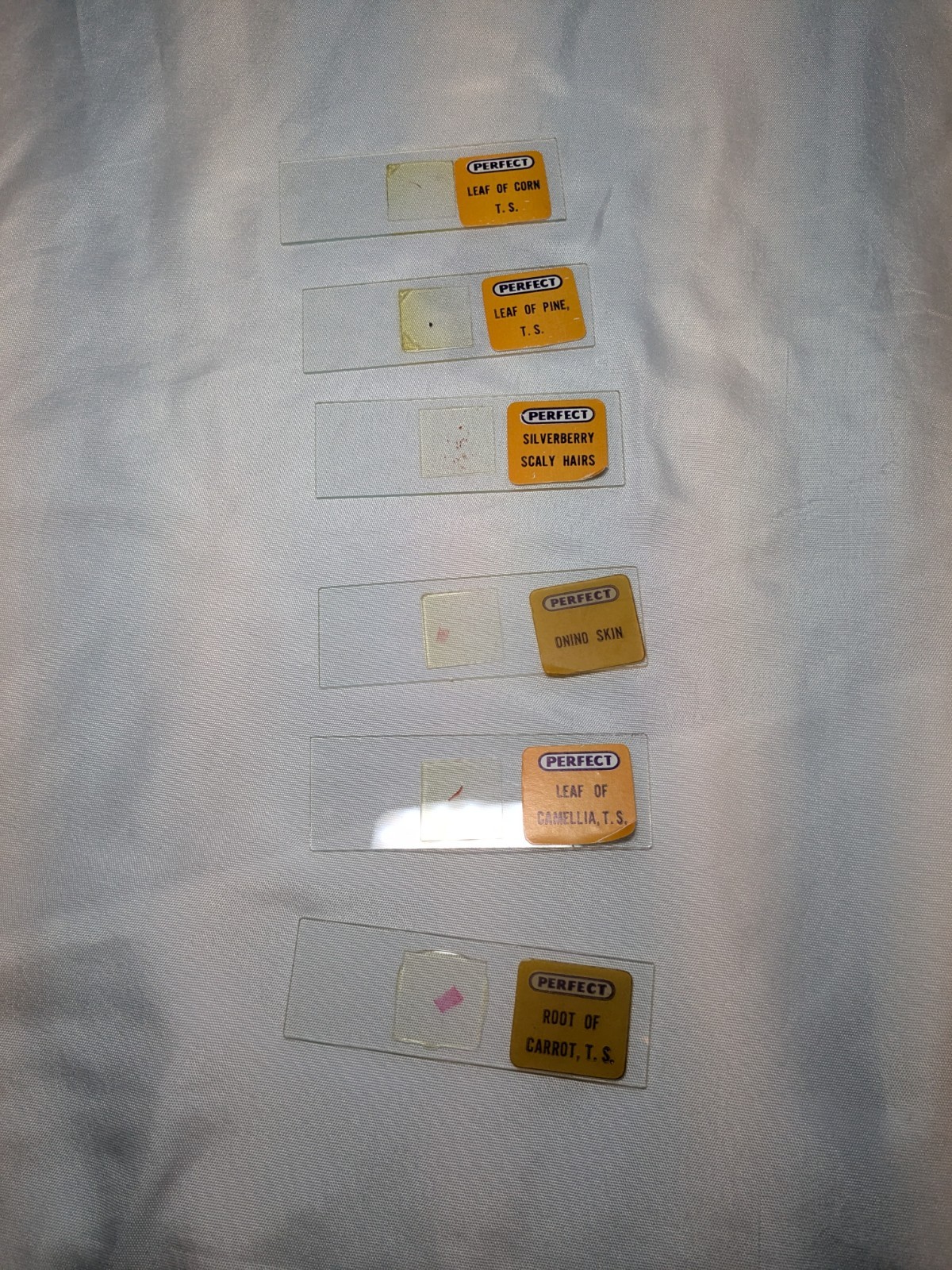 Vintage Microscope Slides (No Microscope) In A Metal Tin