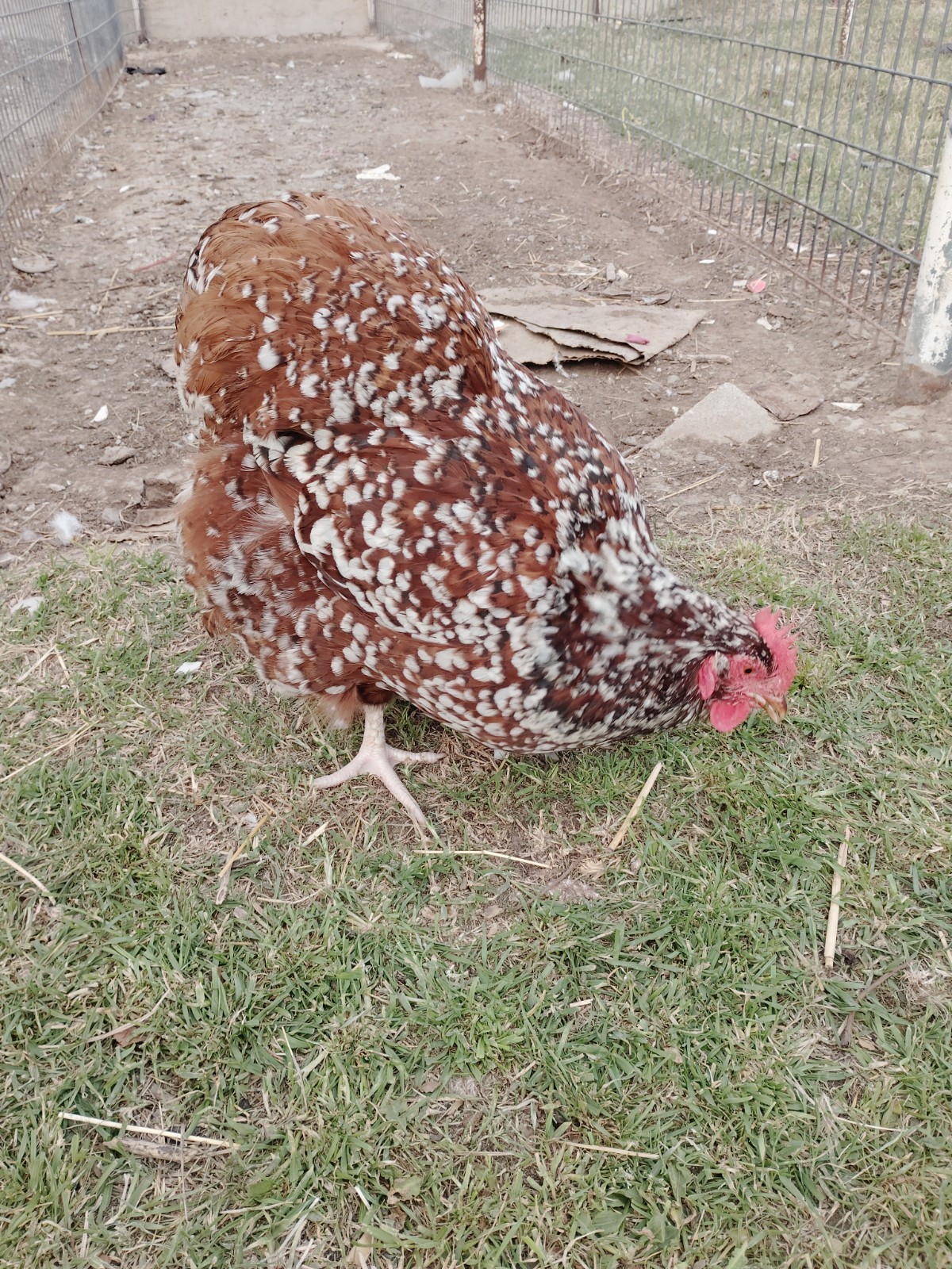 6+ Jubilee English Orpington Hatching Eggs