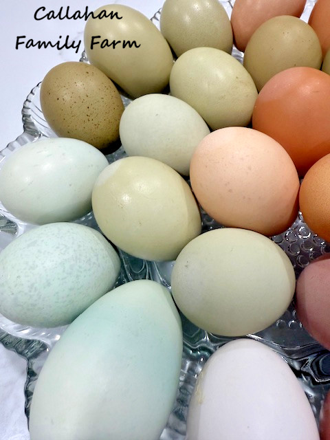 8++ Chicken Hatching Eggs ~Barnyard Mix~ Rainbow Egg Layers ~ Premium Breeds