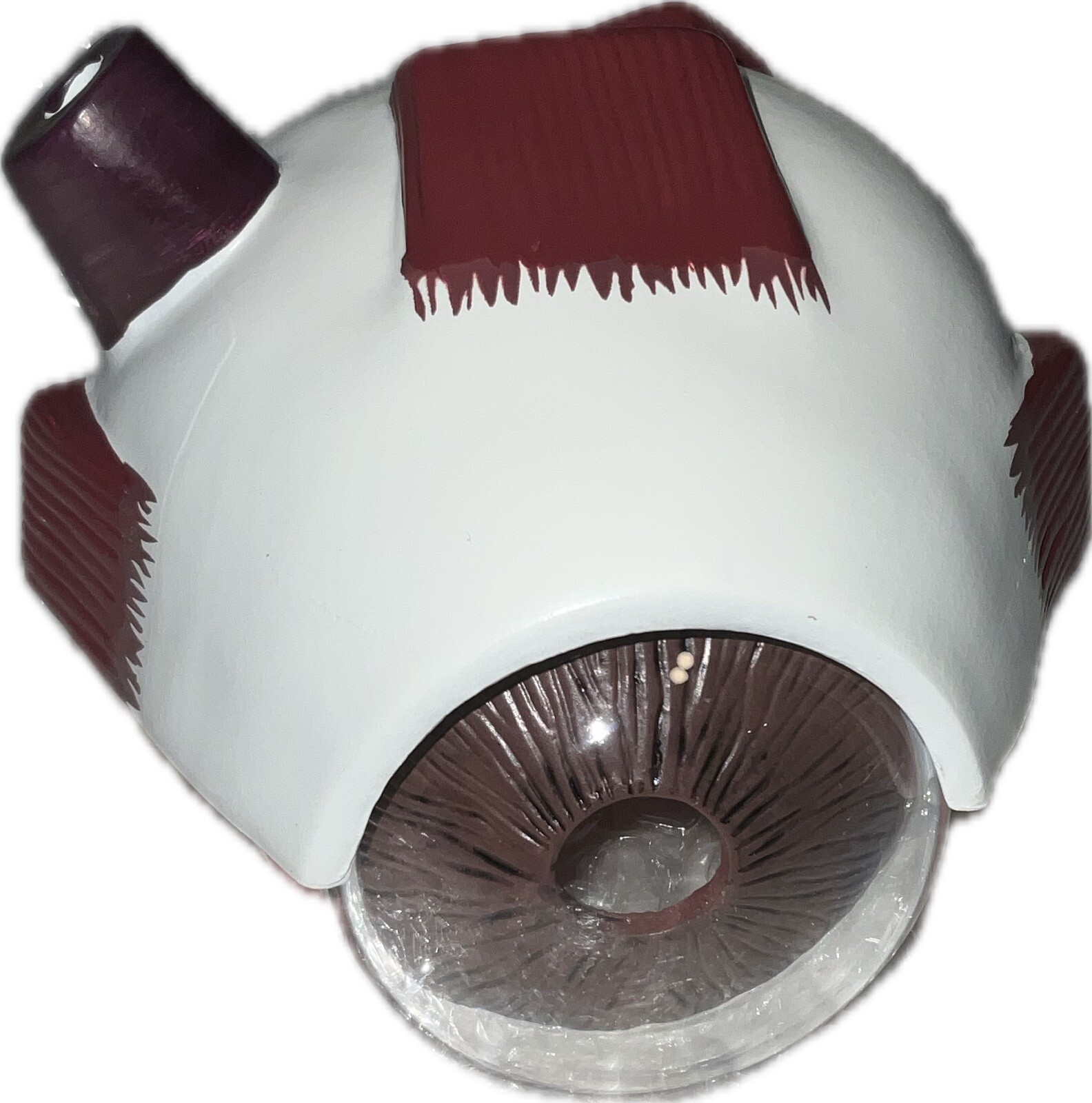 Human Eye Anatomical Eyeball Model W/Display Base