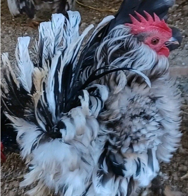 4+AI NPIP Clean Serama Hatching Eggs, Micro, A & B Types / Malay/Trad