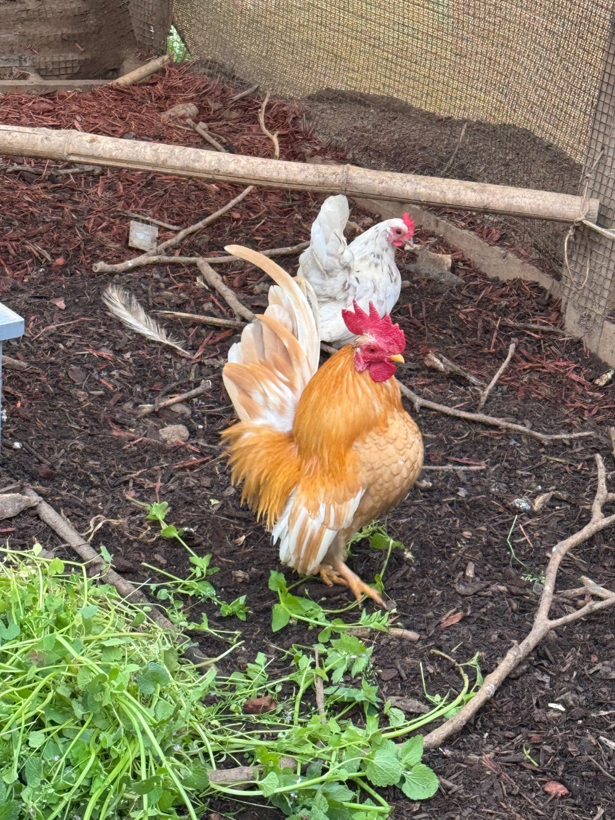 10 + small Serama Chicken Hatching Eggs