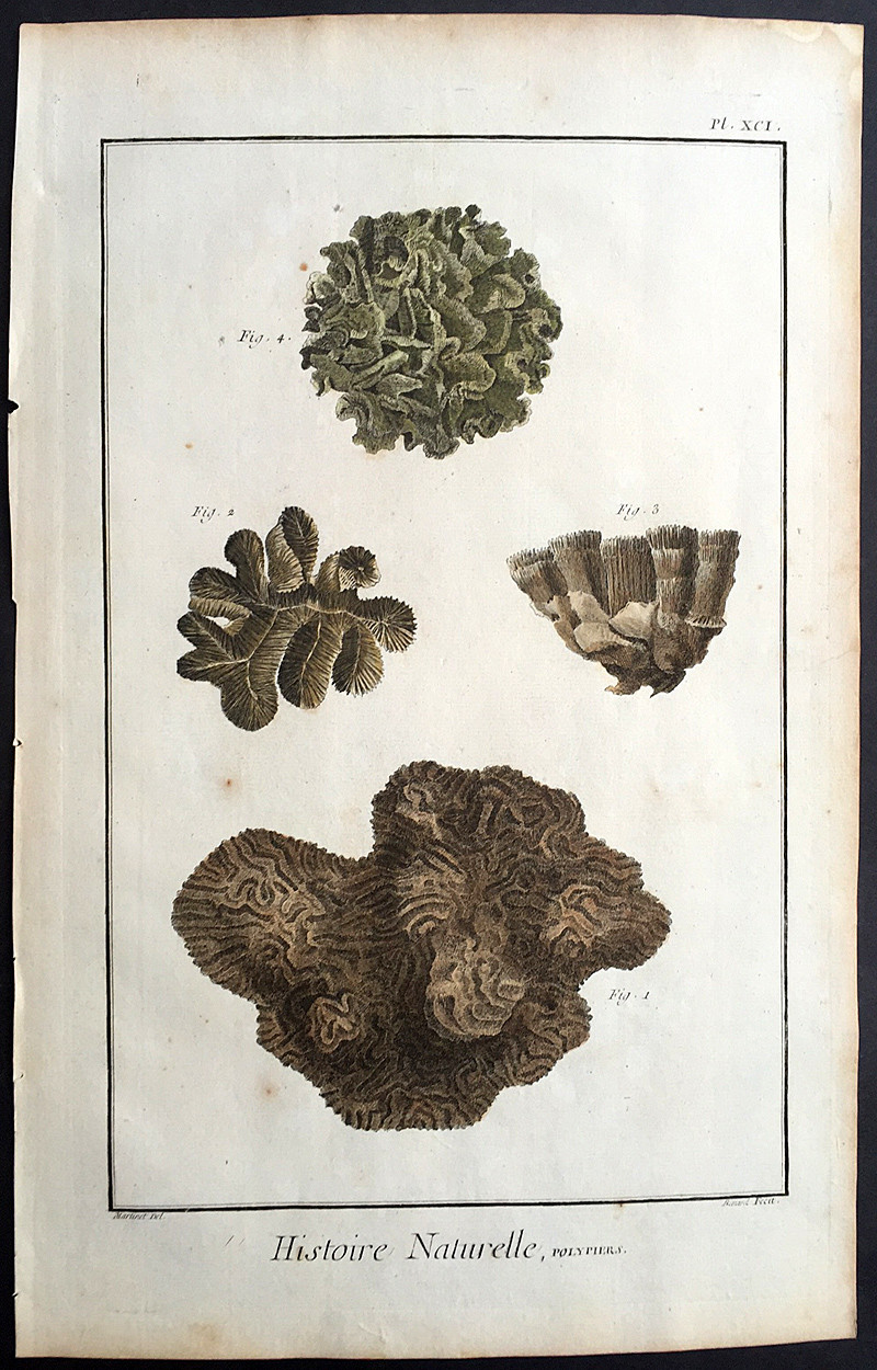1798 Comte De Buffon Large Antique Print of Various Types of Corals (91243)