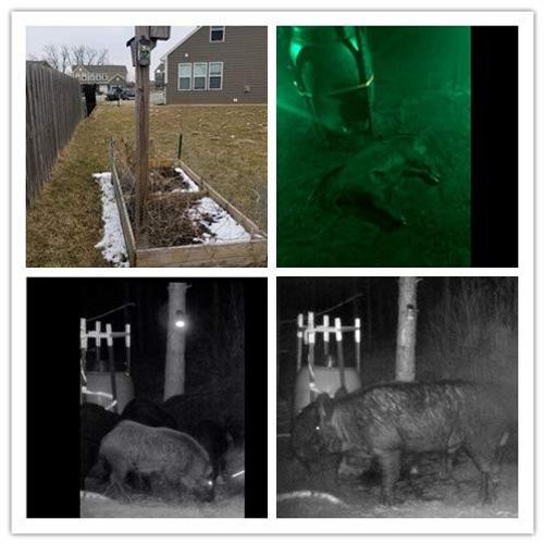 Solar Green Game Feeder Lights with Motion Activated for