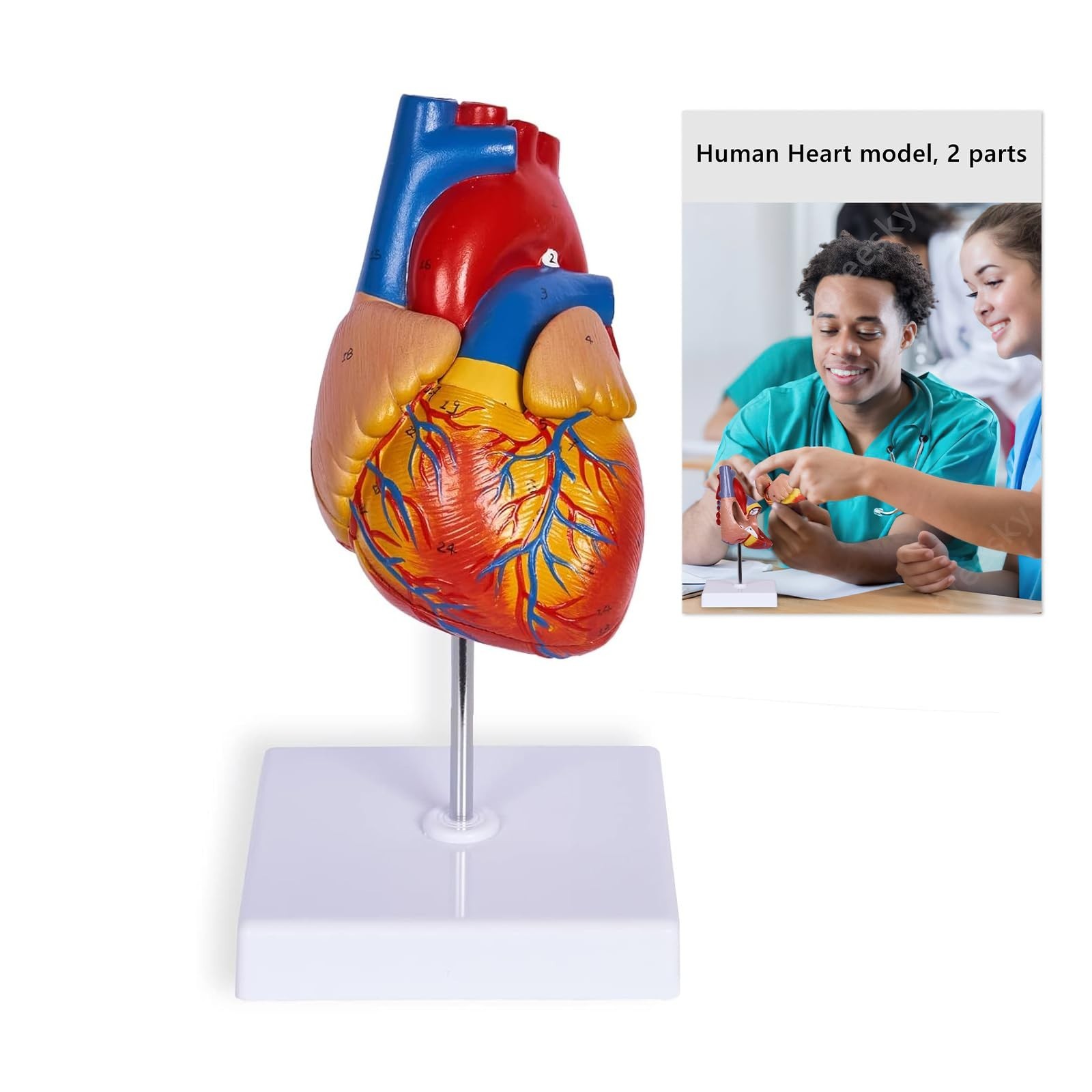 Life Size Human Heart Model - Anatomically Accurate 2-Part Medical Display, 48 S