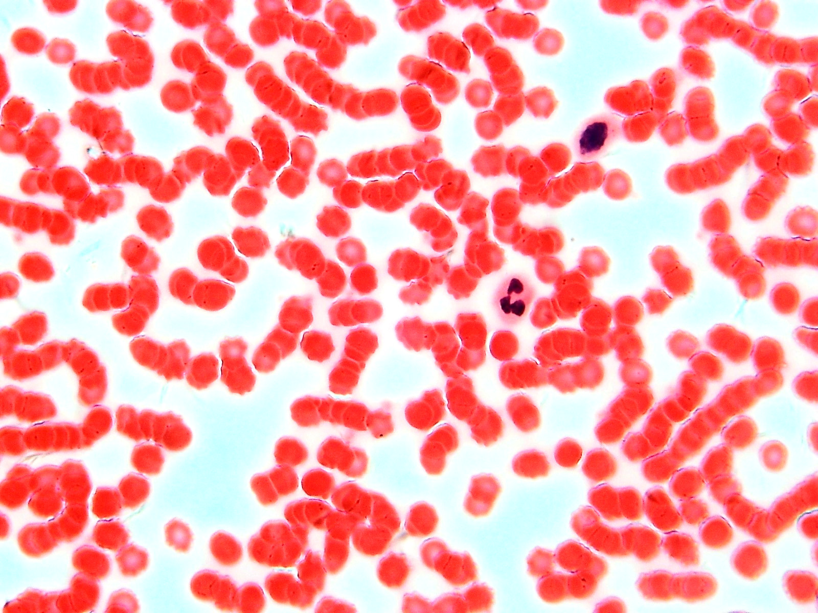 Histological Microscope Slide Preparations (100) - Zoological and Botanical