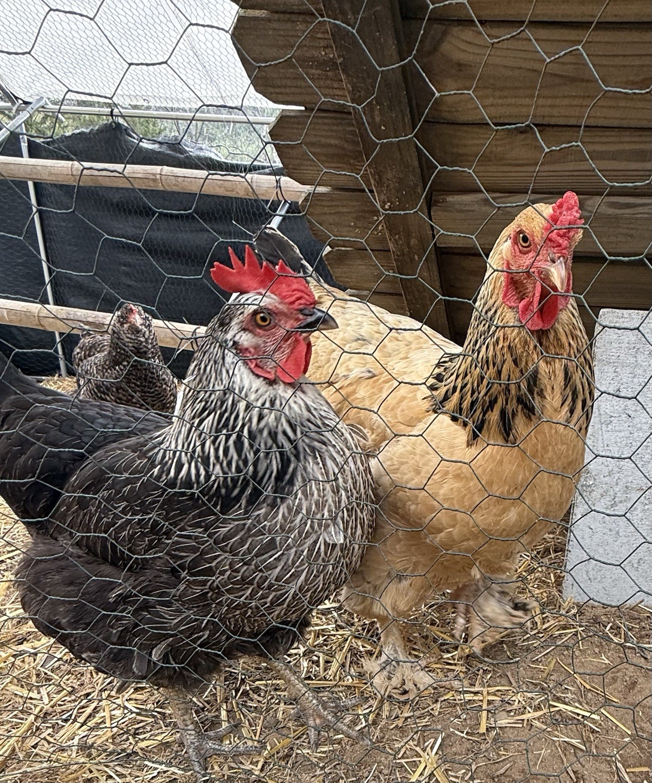 18 Count Fertilized Barnyard Mix Assortment Chicken Hatching Eggs