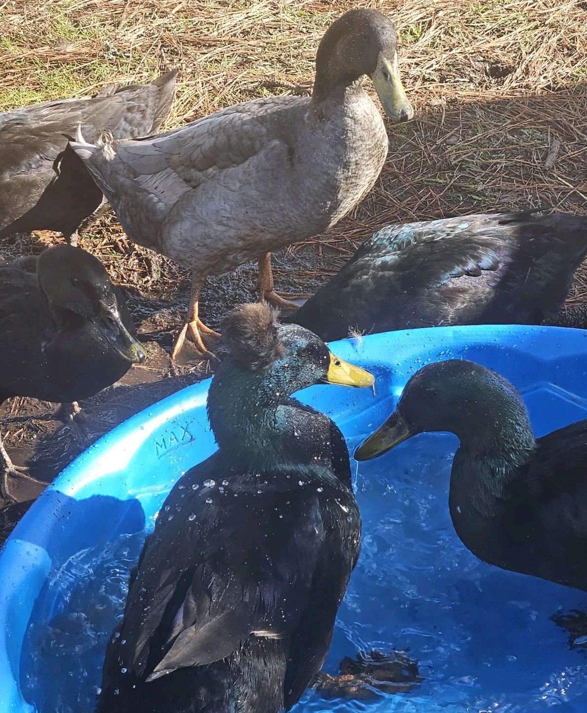 6 Cayuga Duck Hatching Eggs – NPIP – Fertile Eggs