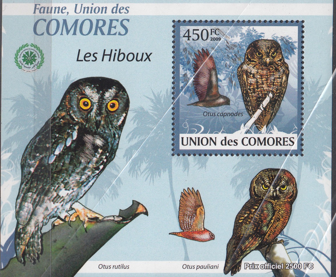 W COMORO Y2009 (19) (2) OWLS