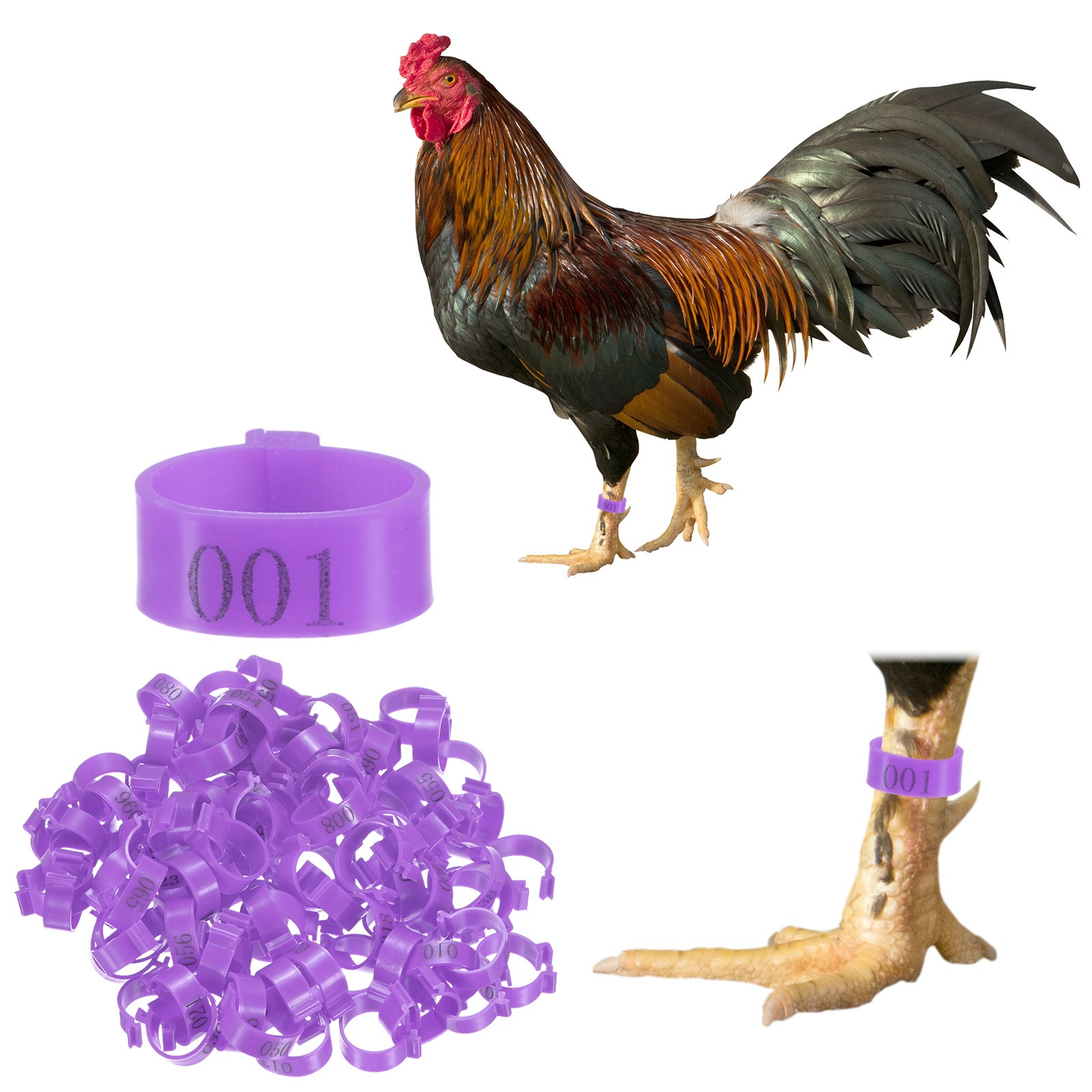 100-Pack Chickens Leg Bands, 20 mm Plastic Chicken Leg Rings [Purple]