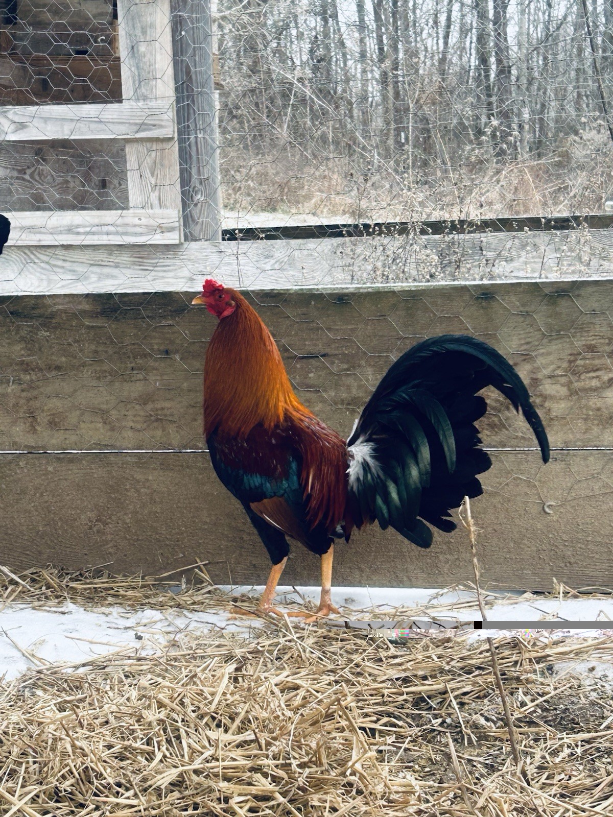“Hatching Eggs”-for Sale Chicken