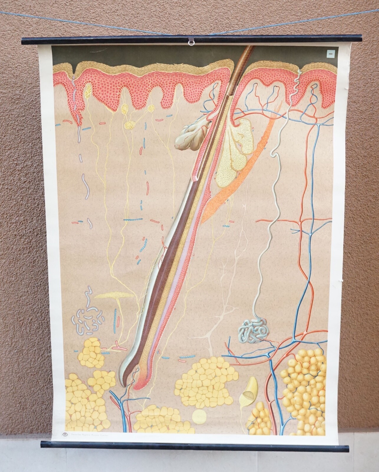 1940's German Medical Medicine Color Educational Poster Human Skin Hair Anatomy