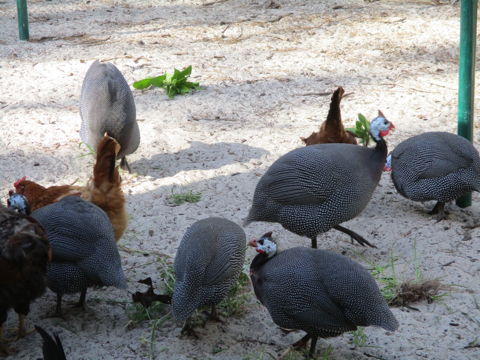 12 + Extras Pearl Guinea Fowl fertile hatching eggs