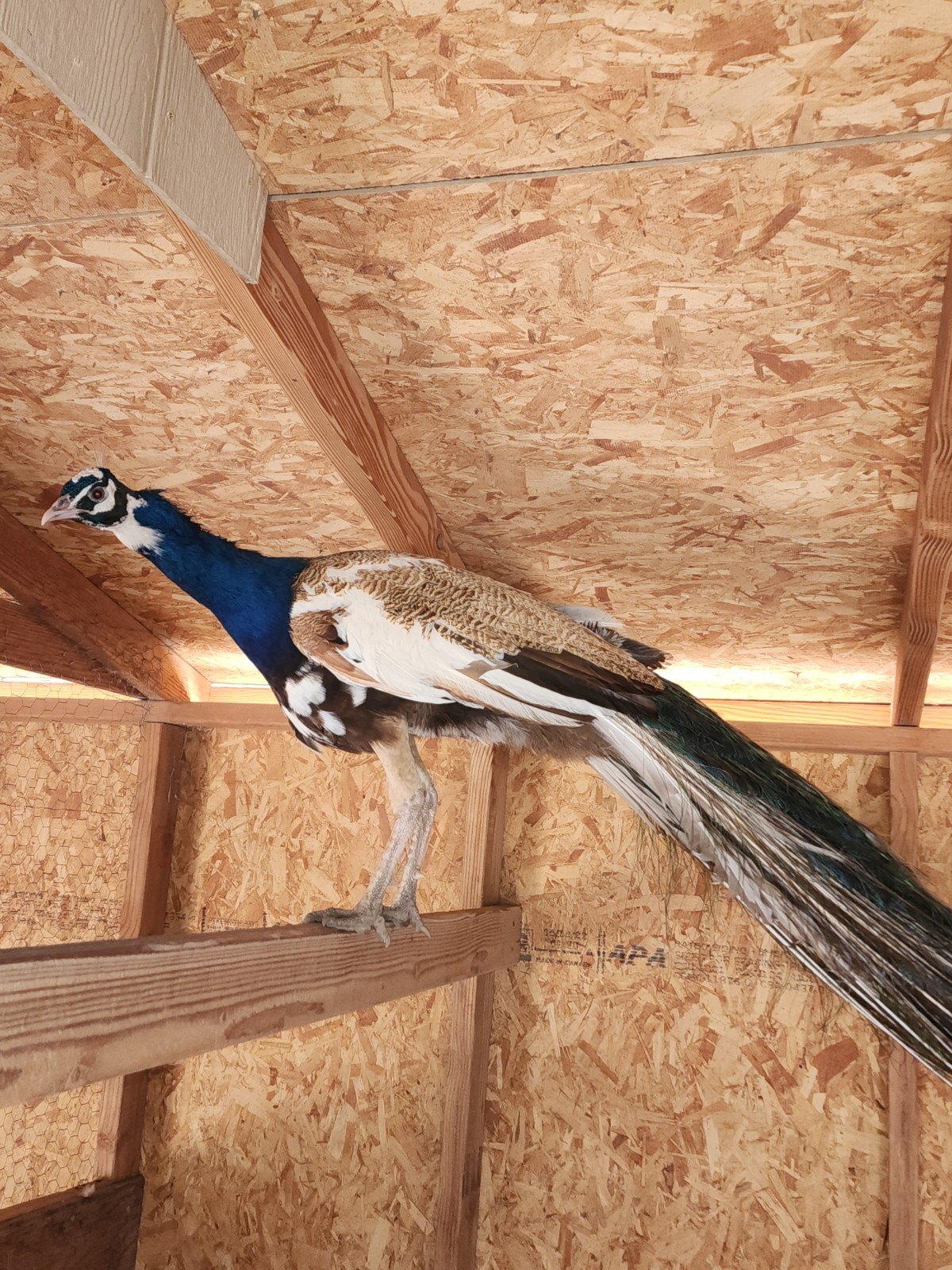 Peacock Hatching Eggs (Presale - Actively Laying) 5 Eggs