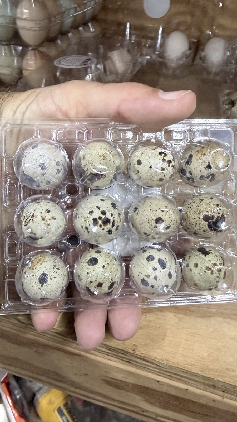 Coturnix Quail Hatching Eggs