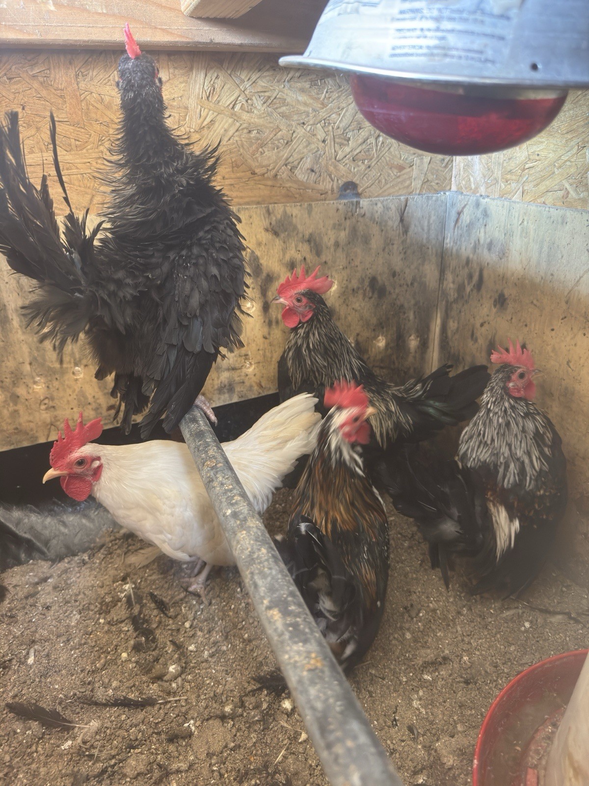 6 plus Seramas hatching eggs.