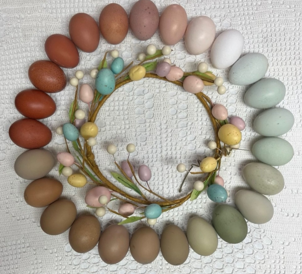 Rainbow Mix Assorted Hatching Eggs(10+) NPIP/A1 Certified