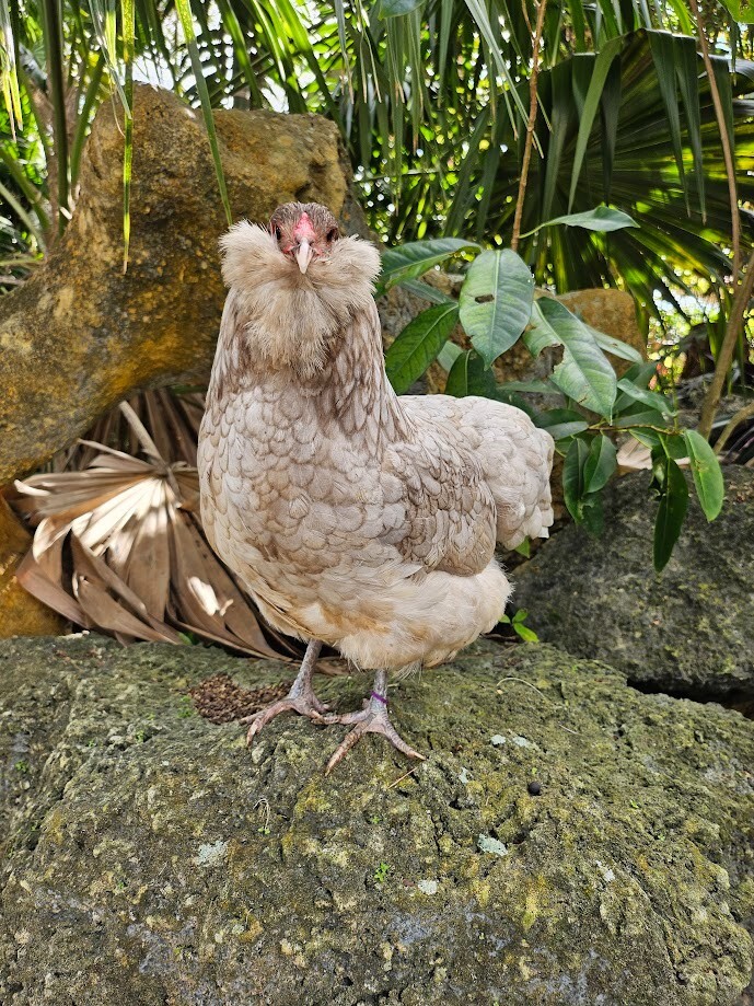 (6) Mauve and Chocolate Ameraucana Hatching Eggs - Possible Mottled Split!