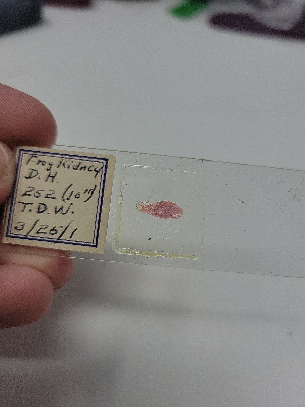 Vintage Microscope Slide 1941