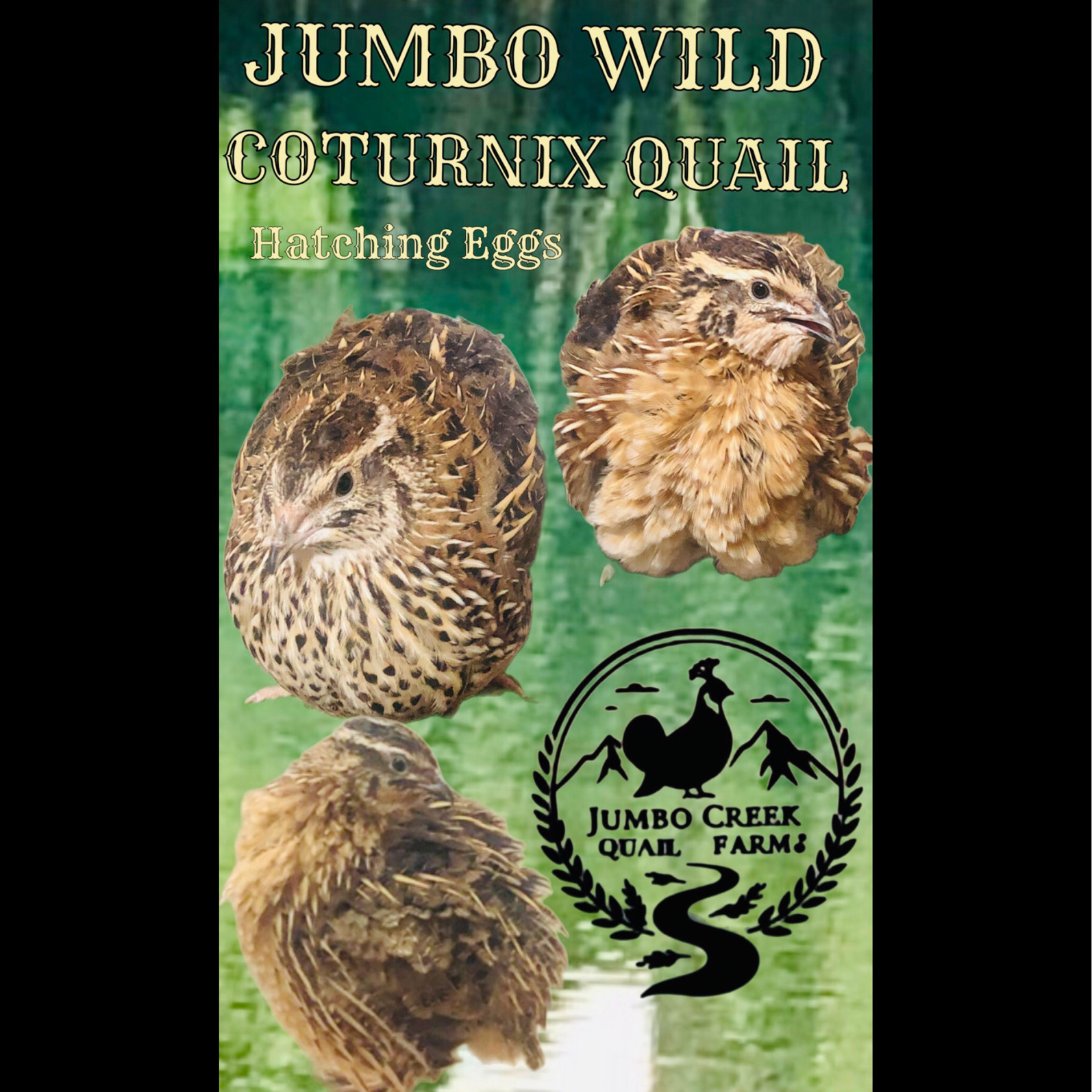 40 + Jumbo Wild (Brown) Coturnix Quail Hatching Eggs NPIP (+25% Extras)