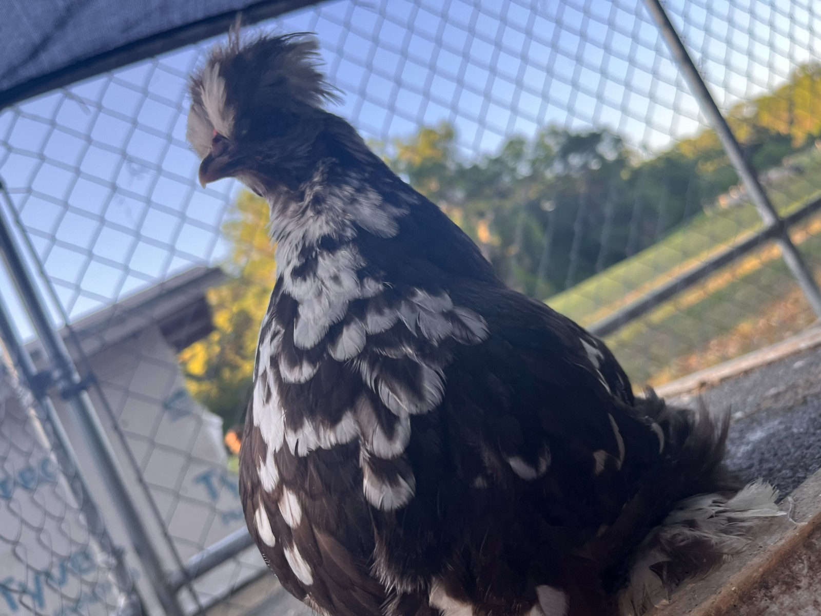 10+2 Bantam D'Uccle/Silkie Hatching Eggs- NPIP/AI Clean