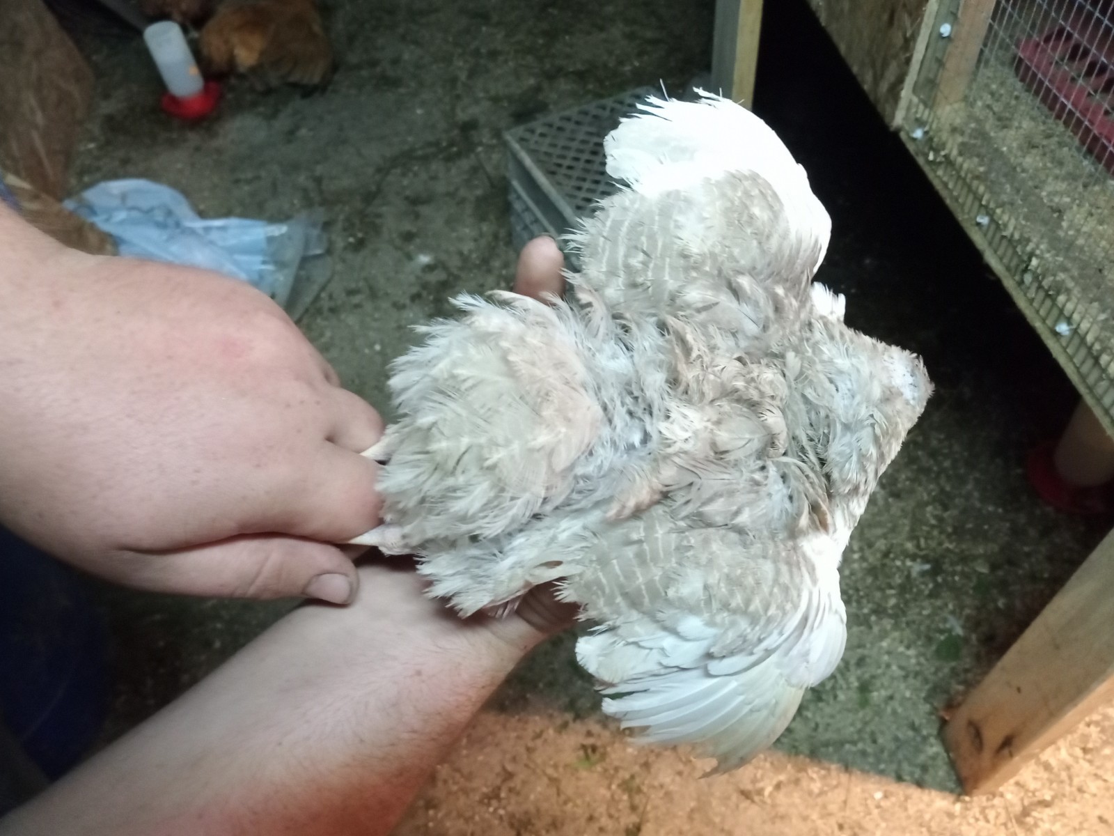 50+ Rare Conturnix Quail hatching Eggs Mixed Colors