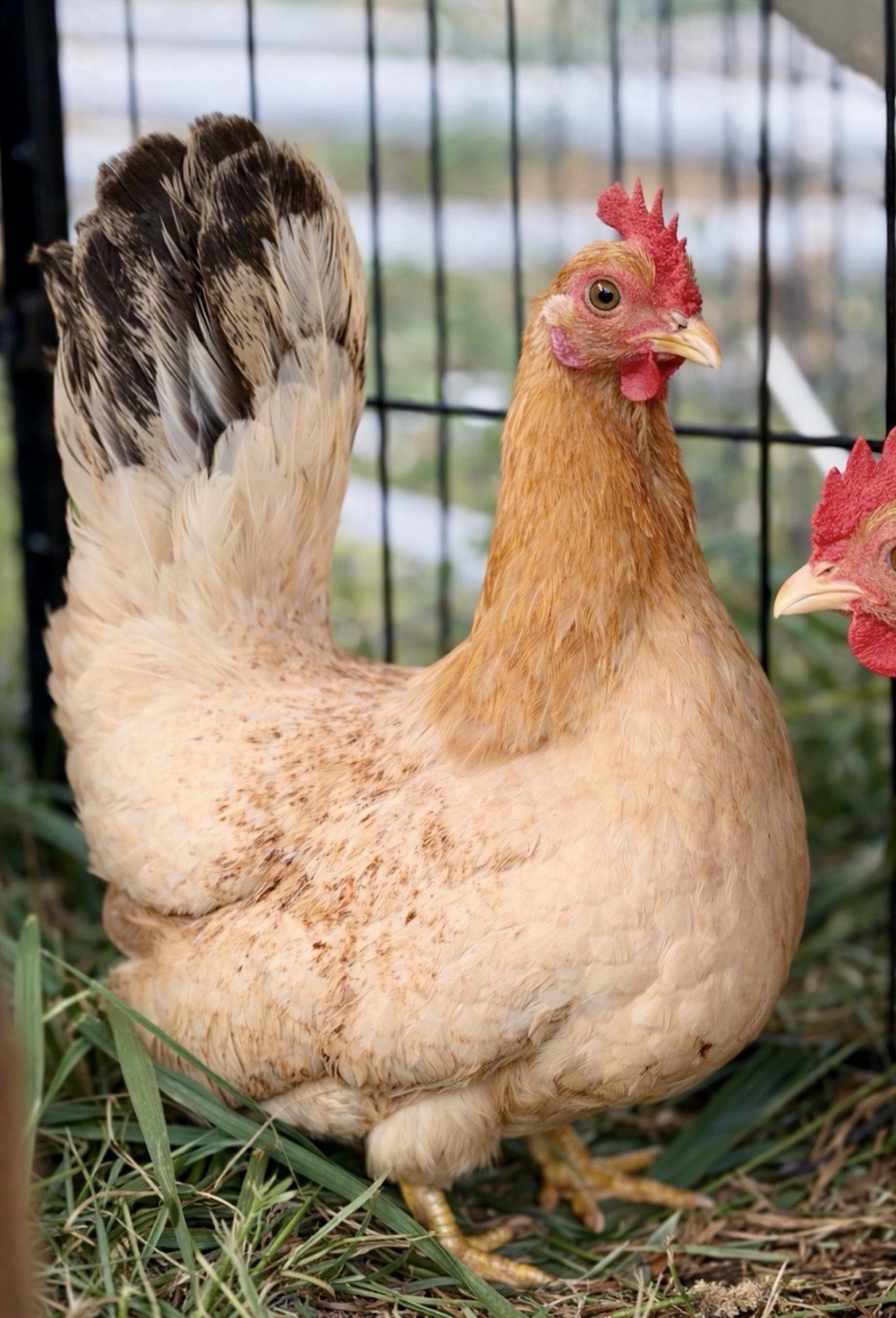 Hens choice- assorted bantam hatching eggs