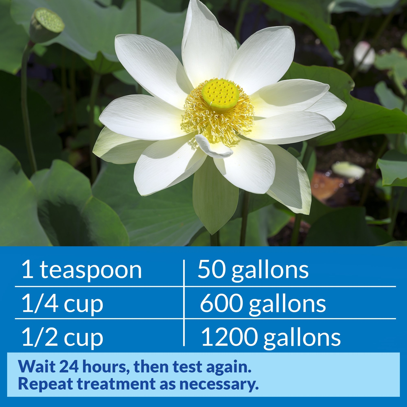 API POND pH DOWN Pond Water pH Reducing Solution 16-Ounce Bottle, White,