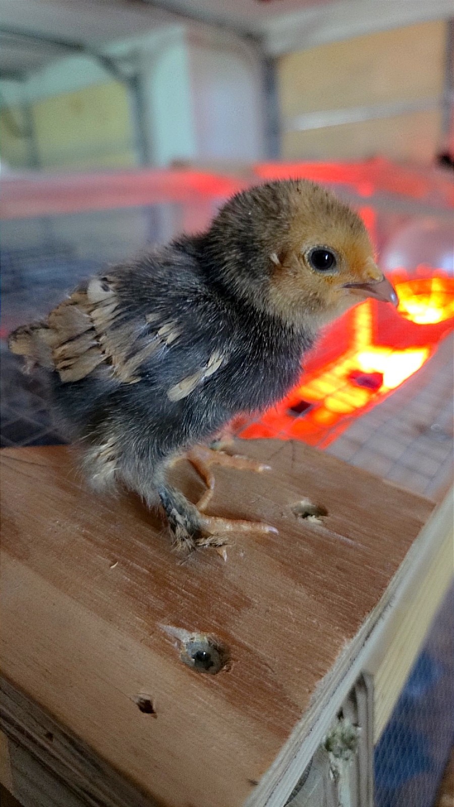 Belgian Bearded Mille Fleúr D'uccle Hatching Eggs (12+) NPIP Certified