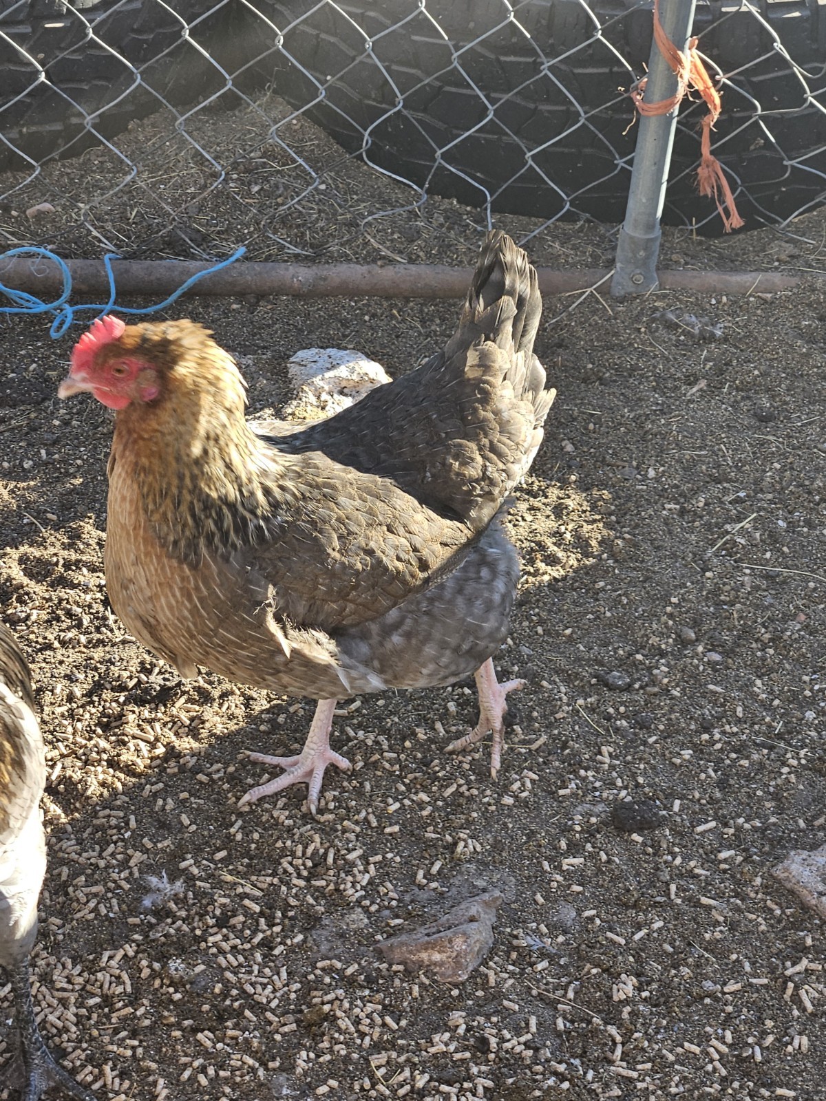 12+ F1 OLIVE EGGERS Hatching Eggs , penedesenca/ Araucana