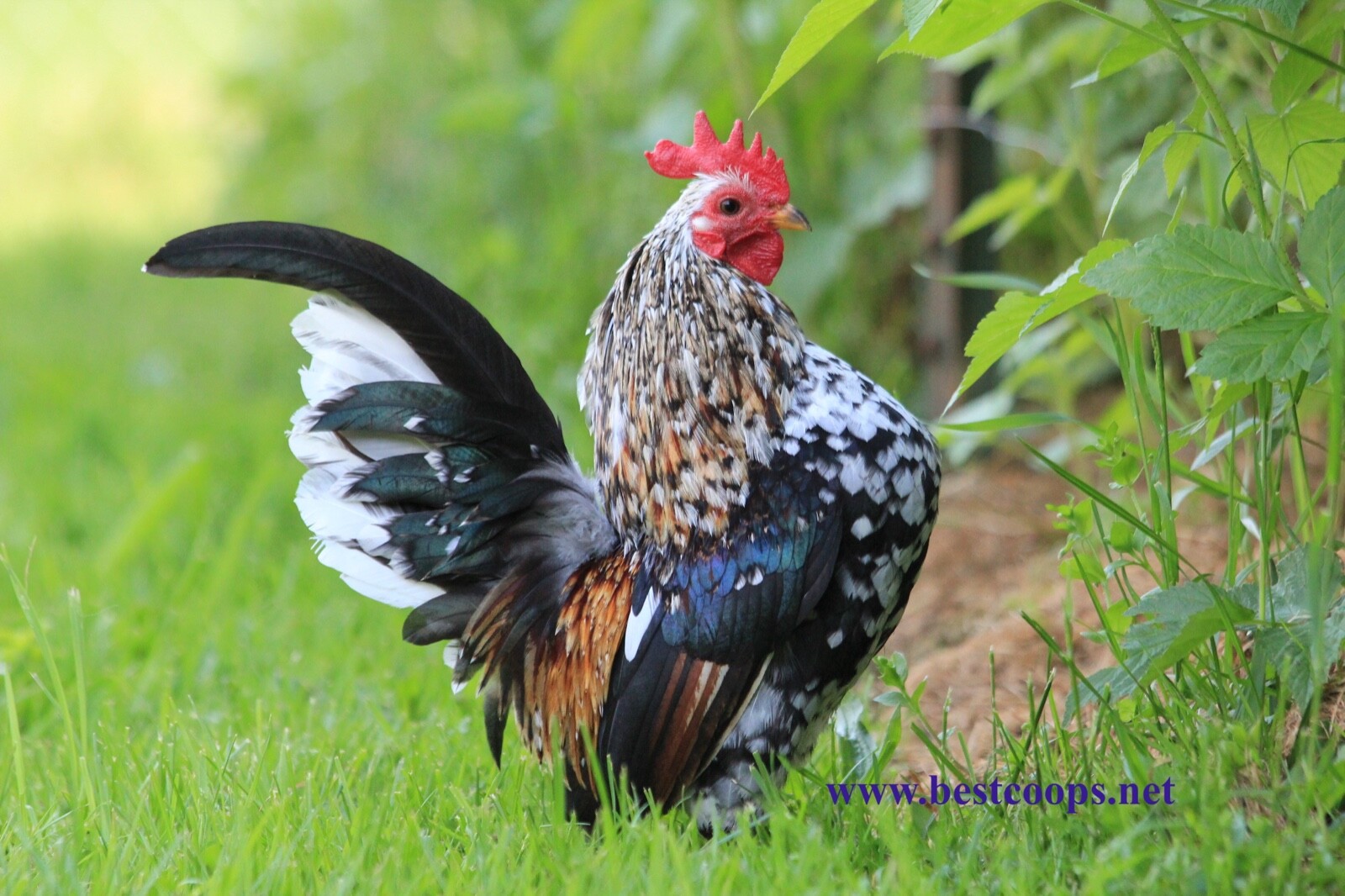 4+ Fertile Show Quality Serama Chicken Hatching Eggs