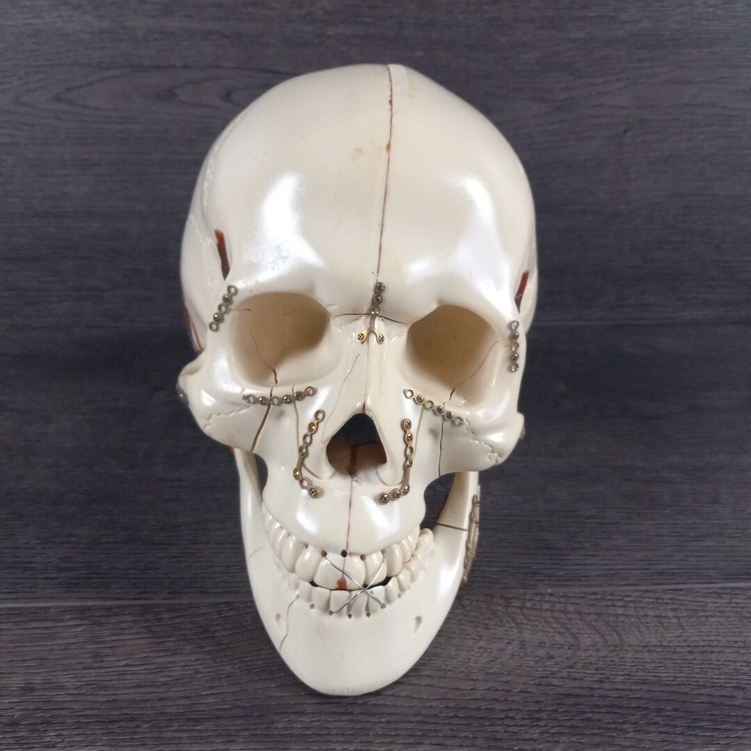 Vintage Sawbones Plastic Human Anatomy Skull