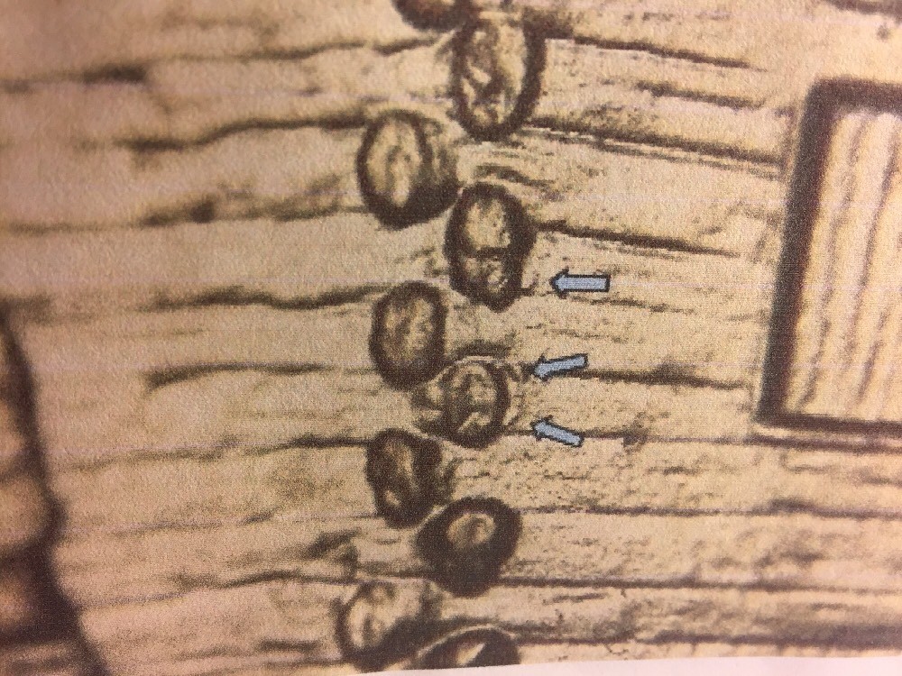 2009 P EC WDDR-041 Lincoln Early Childhood Cent Log Cabin Birthplace Doubled Die