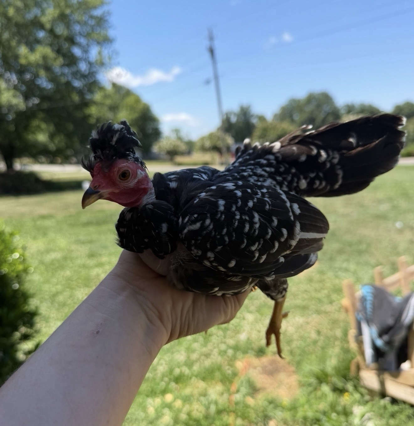 Hens choice- assorted bantam hatching eggs