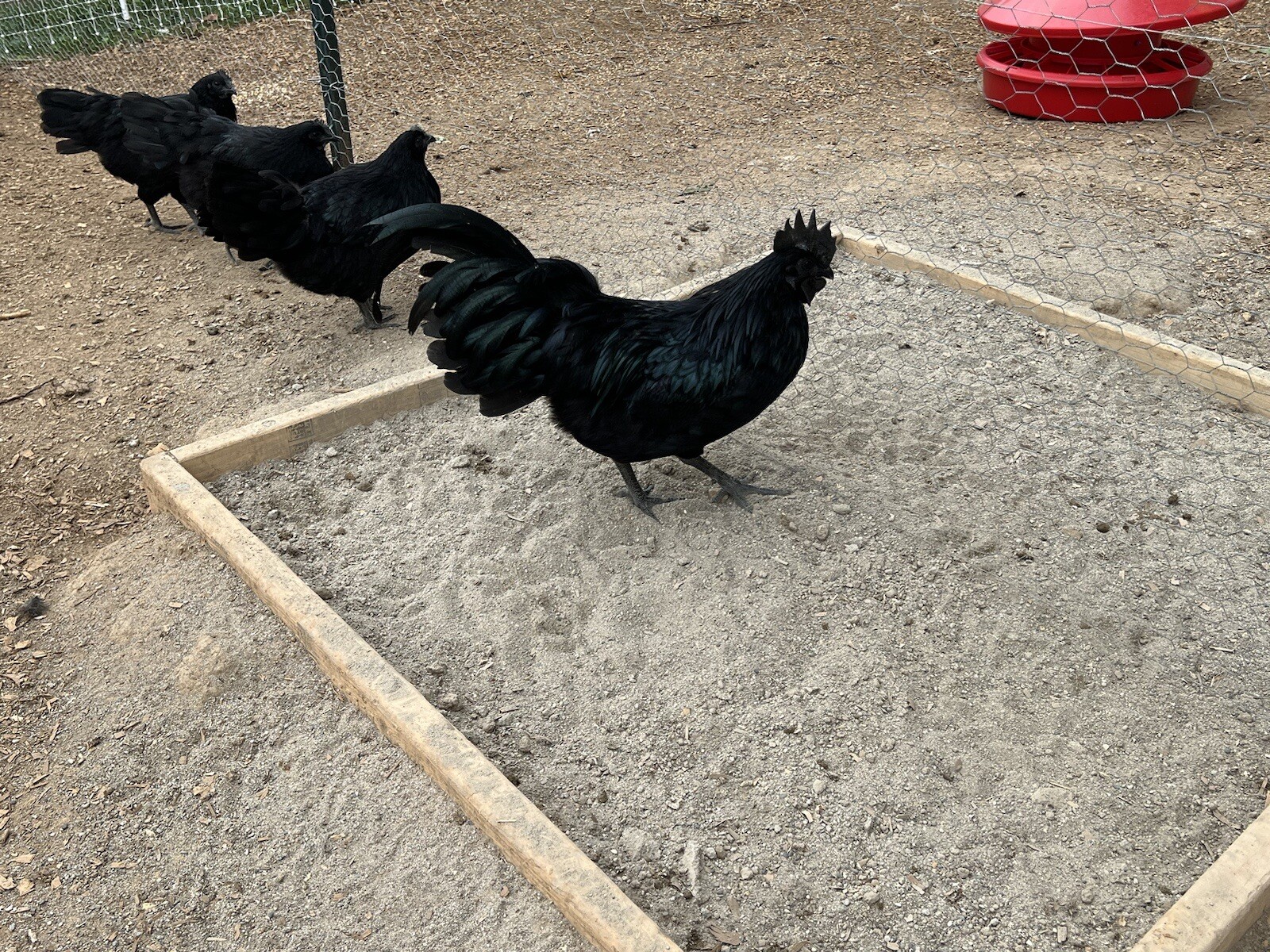10+ Ayam Cemani Solid Black chicken hatching eggs