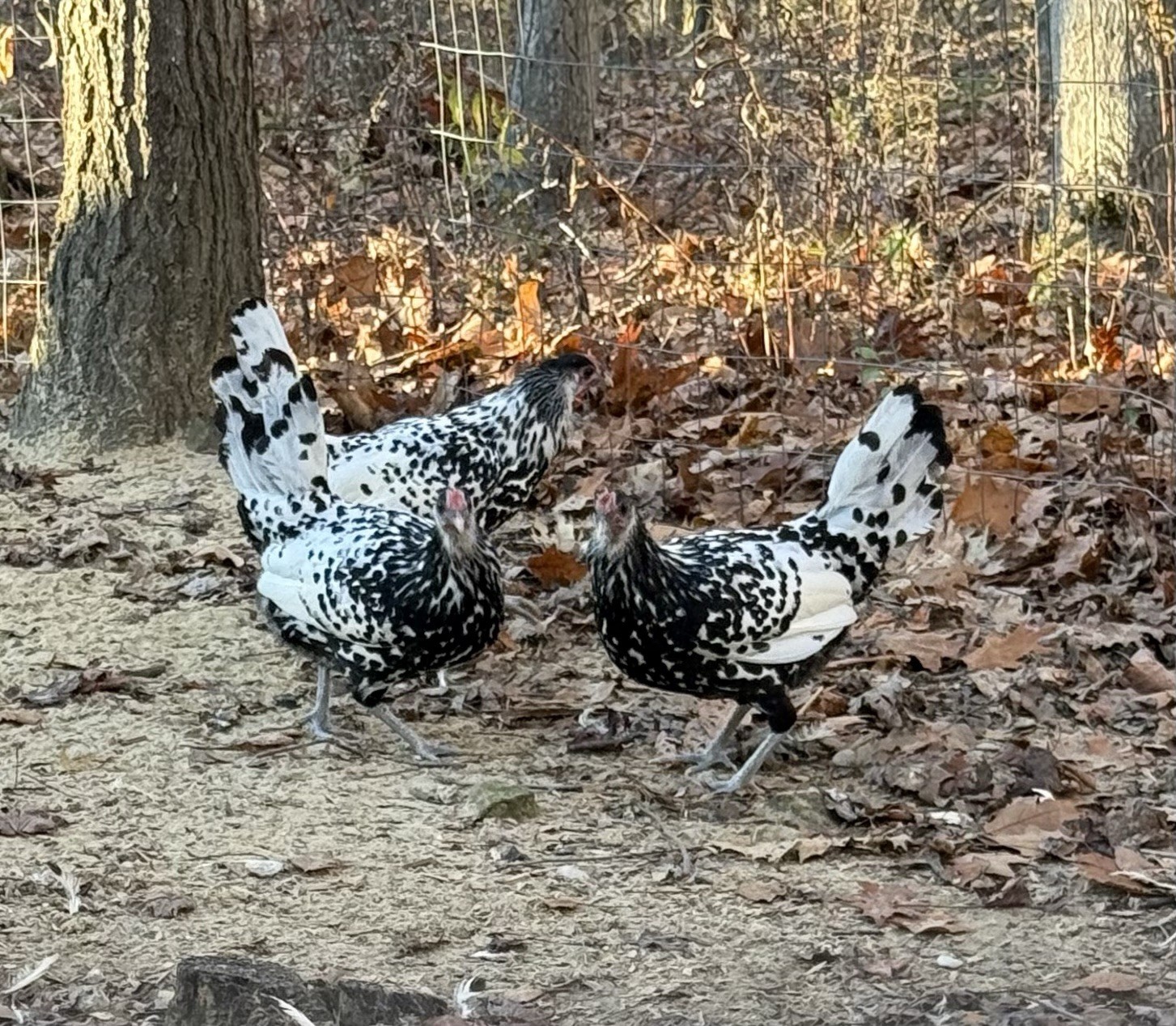 Silver spangled Hamburg Chicken Fertile Eggs