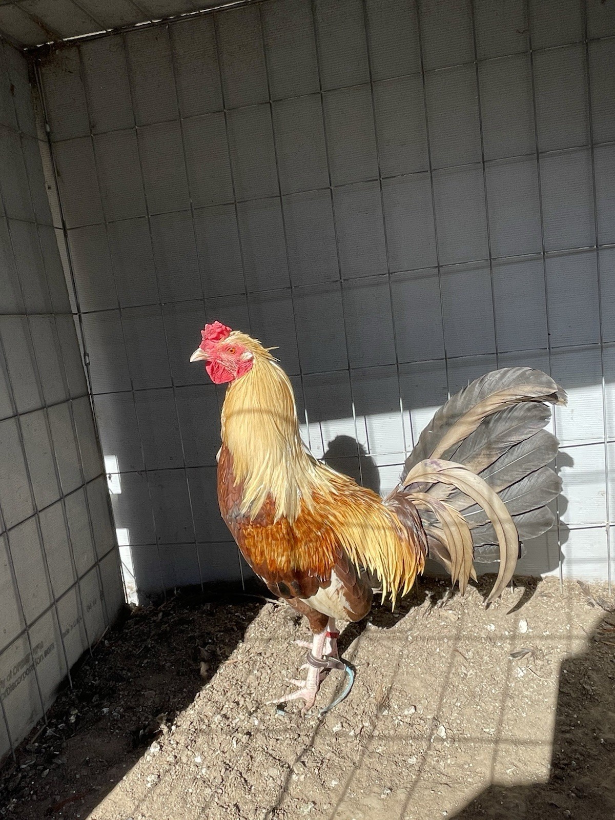 Chicken Hatching Eggs