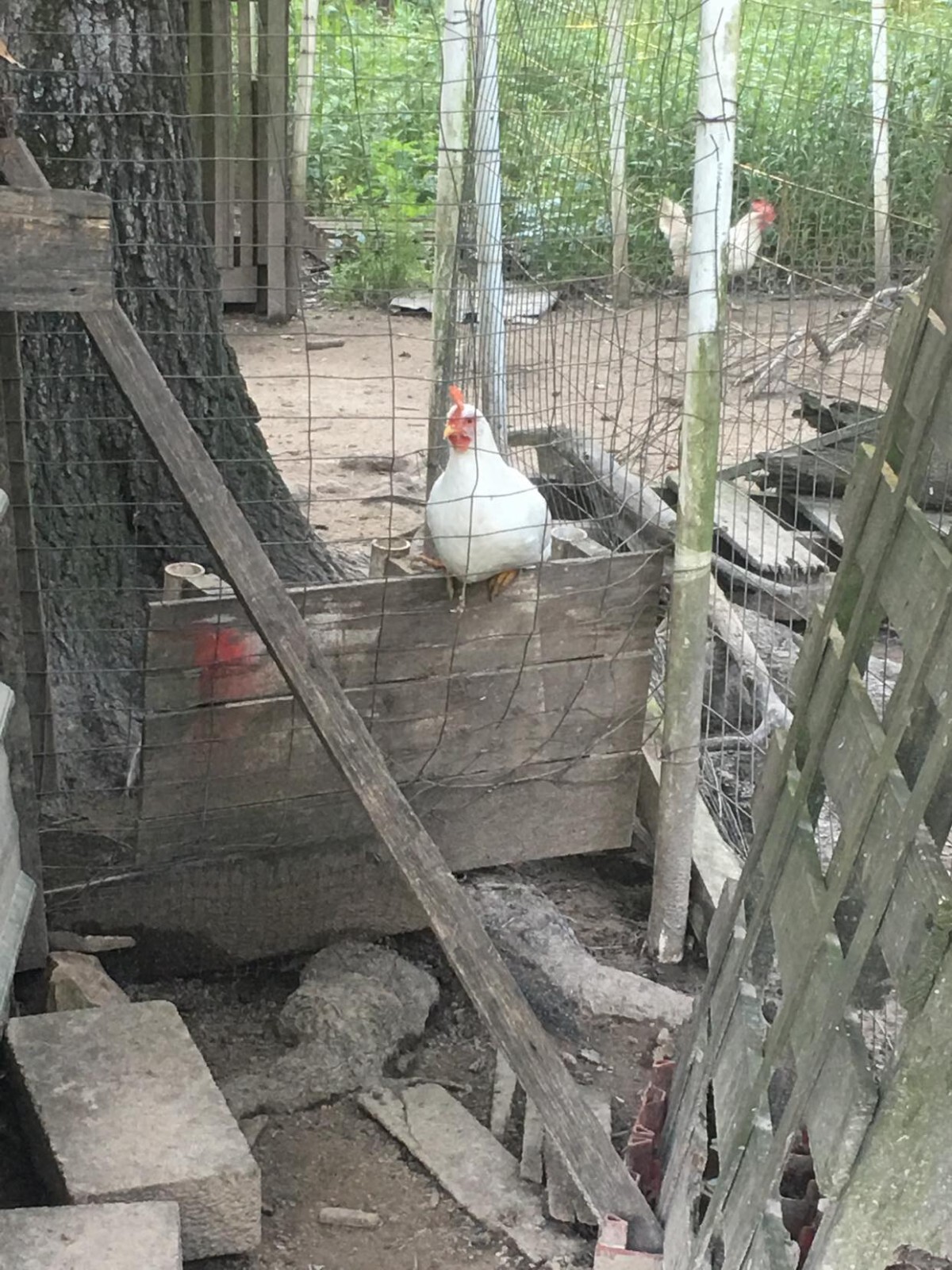 10ct Leghorn Hatching Eggs