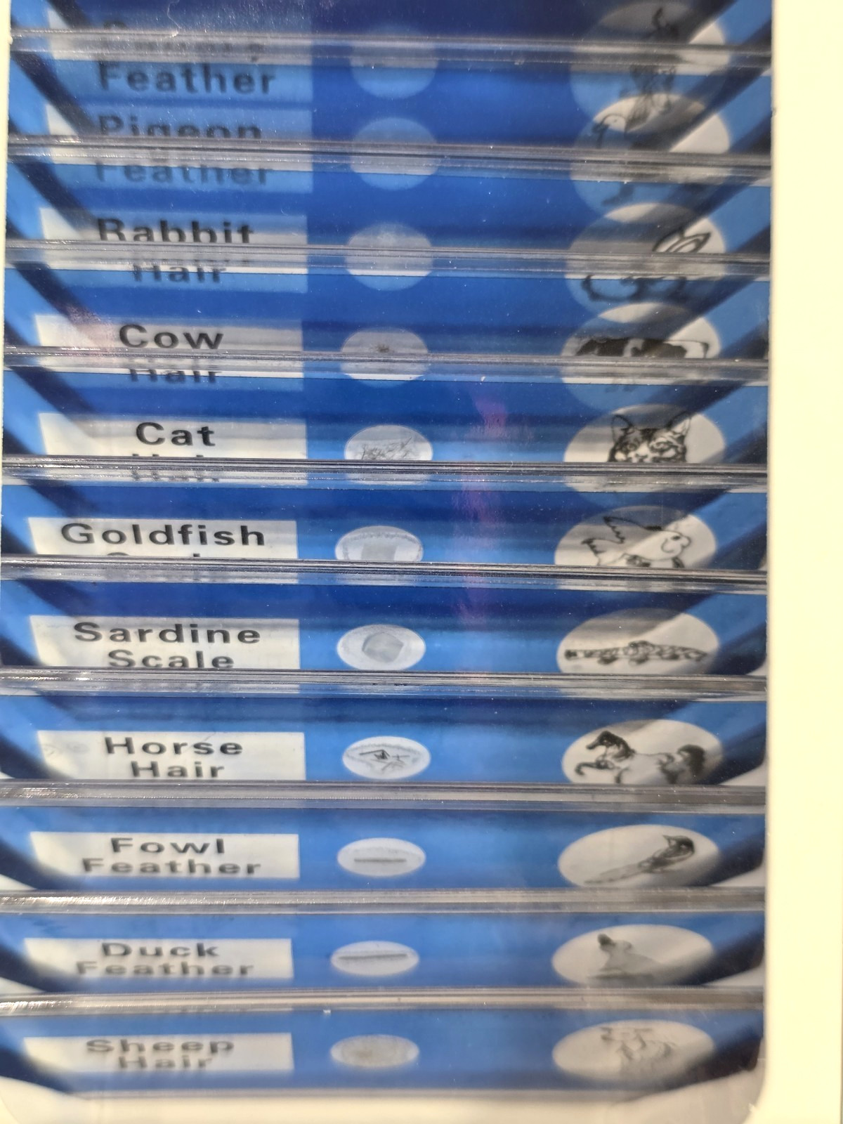 DIY SCIENCE 48 Prepared‎ Microscope Slides Educational Type - NIB
