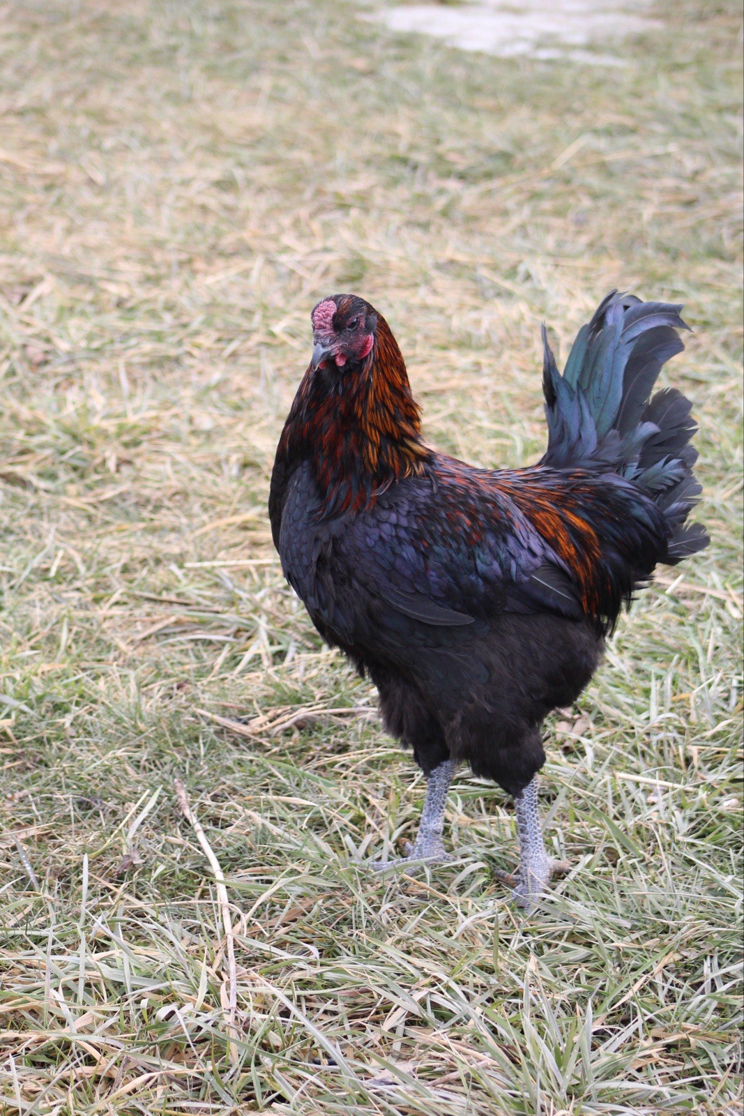 Bruges Fighter Hatching Eggs (12)