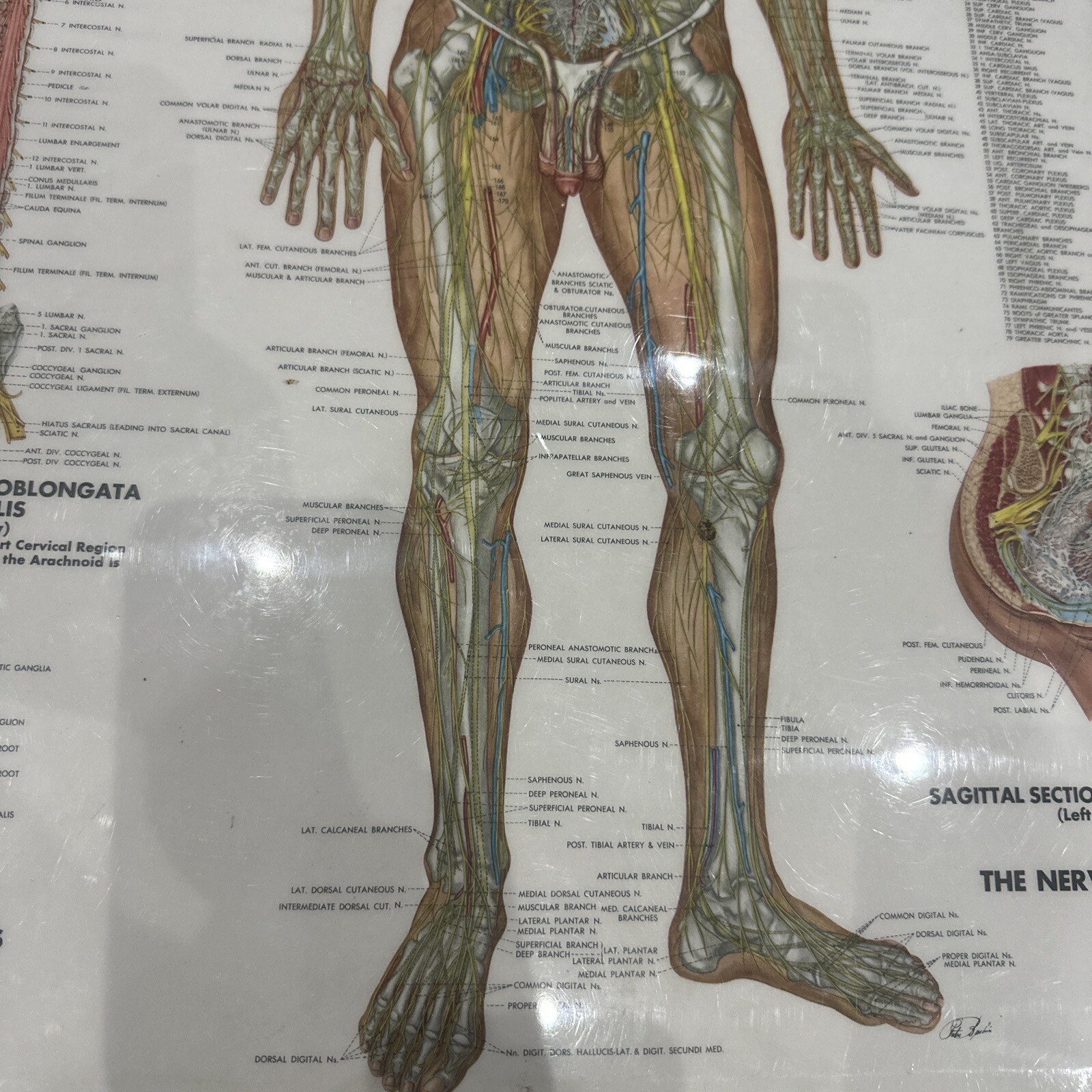 The Nervous System Peter Bachin 1949 Original Vintage