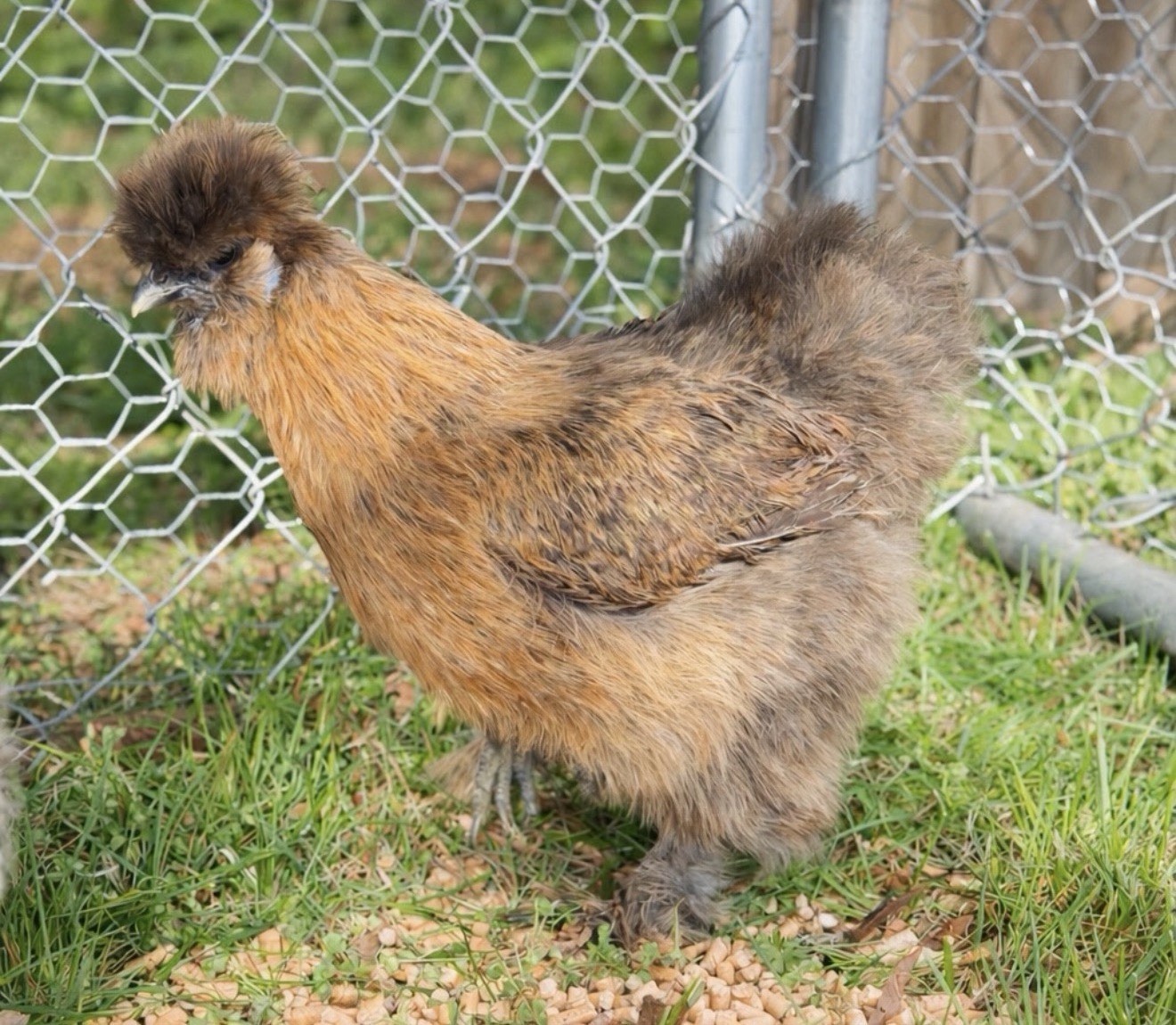 Hens choice- assorted bantam hatching eggs