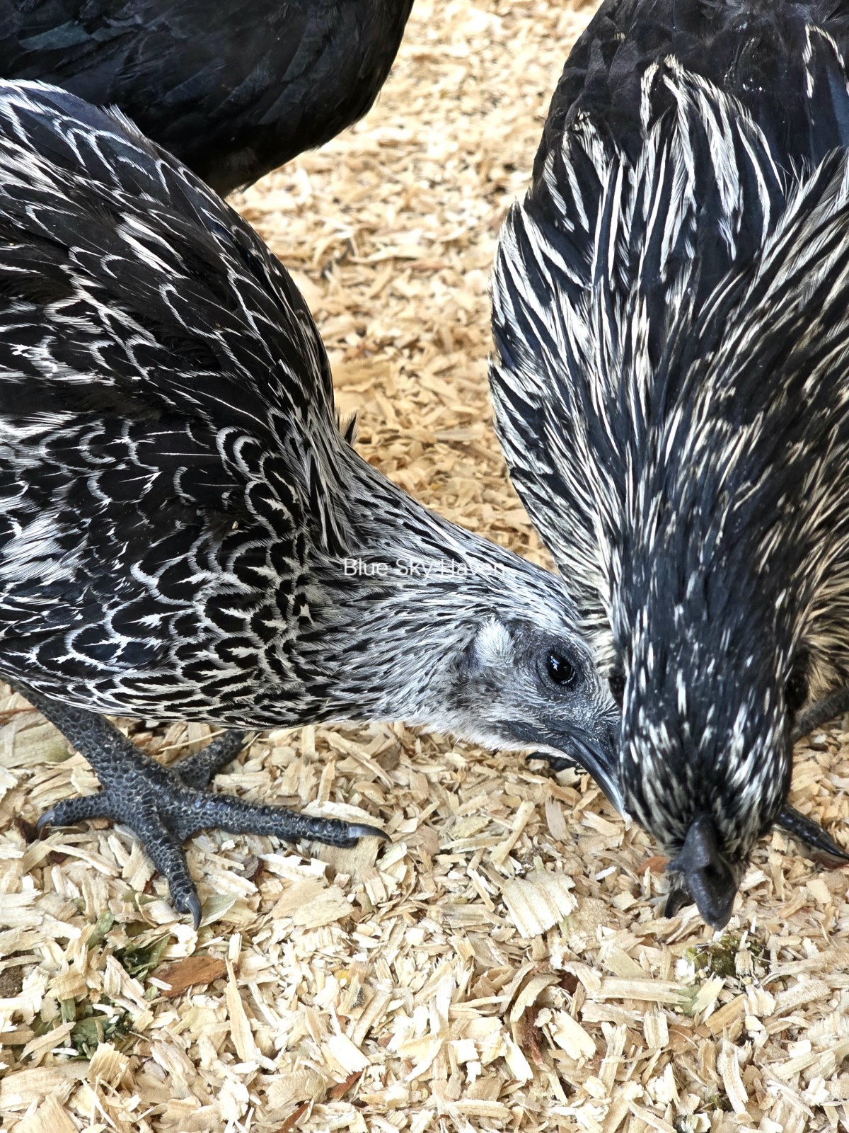 🔥RARE 12+ Hmong Hatching Eggs🔥 Original Laos Import - Pure Lines -