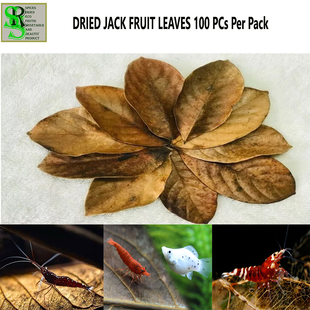 DRIED JACK FRUIT LEAVES Organic Bio Film Shrimp Aquarium Ceylon Natural  100 PCs