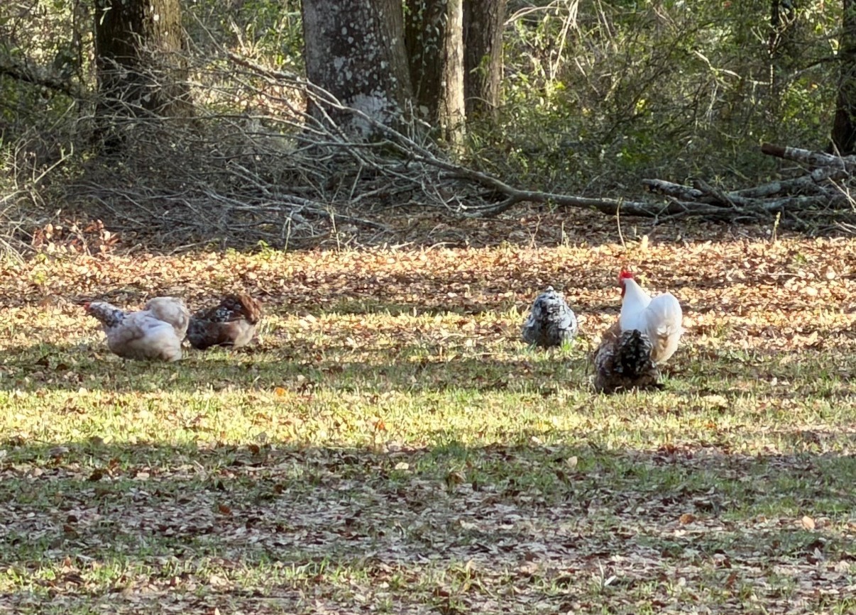 6+ Calico Cochin Bantam Hatching Eggs! 🐥