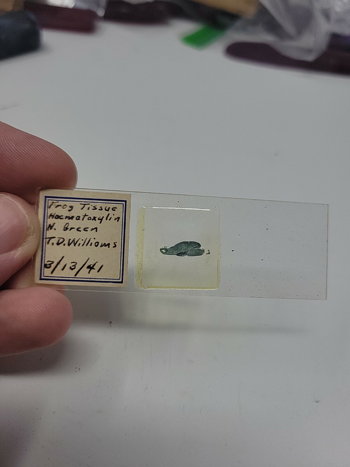 Vintage Microscope Slide 1941