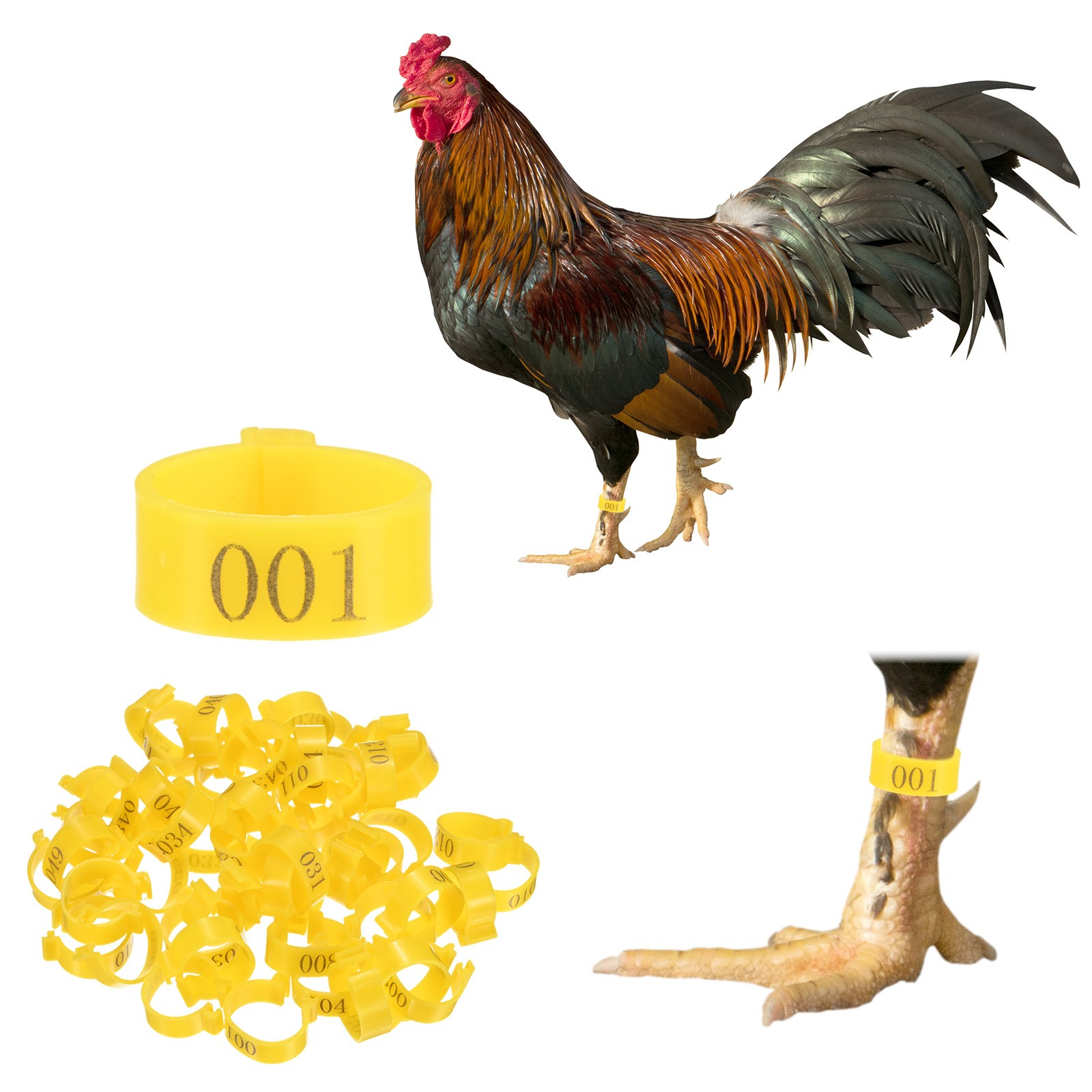 50-Pack Chickens Leg Bands, 20 mm Plastic Chicken Leg Rings [Yellow]