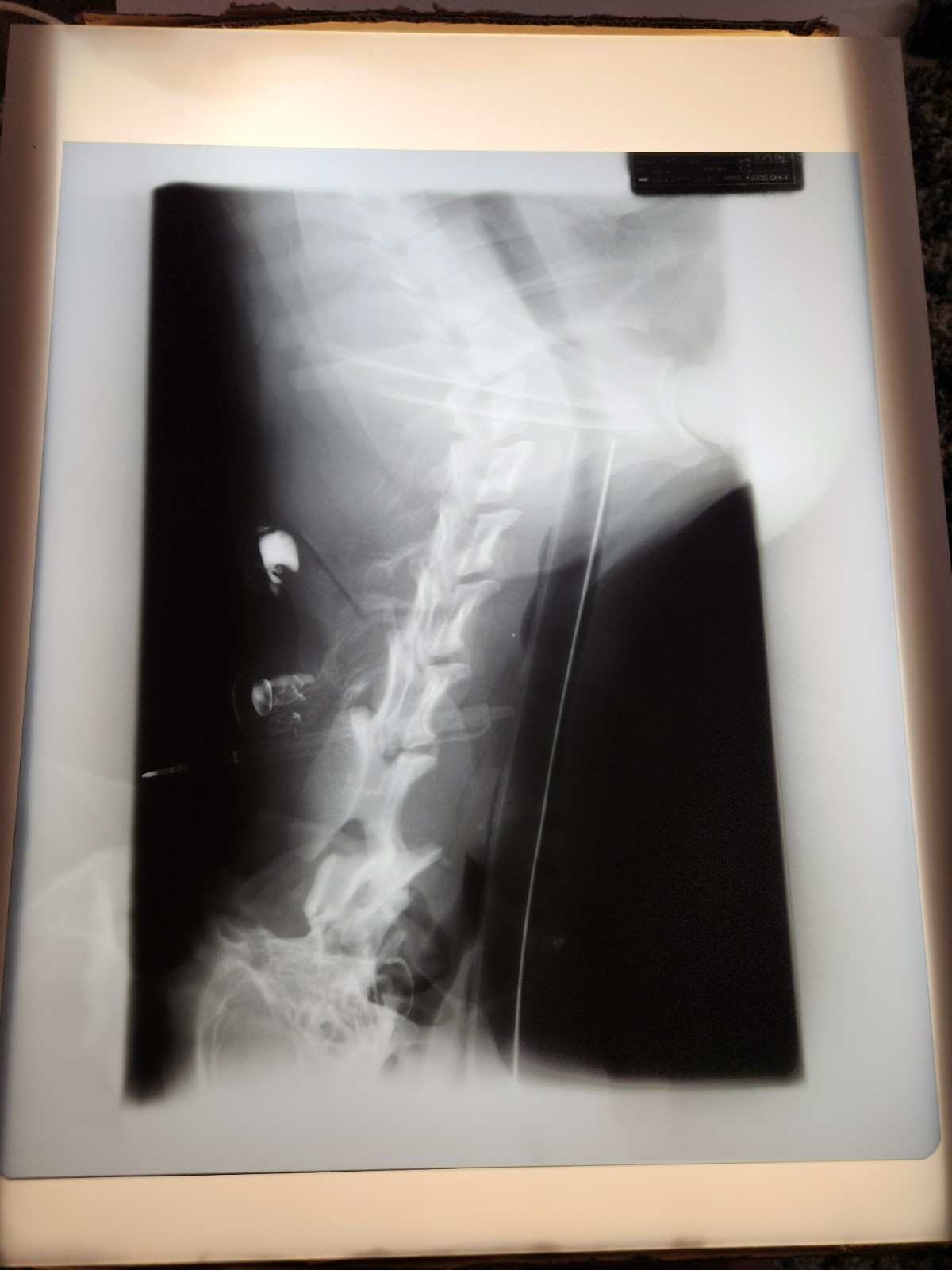 Animal X-Ray Film Negative Print – Canine Dog 16 ½” x 14" XRay Medical Bones D10